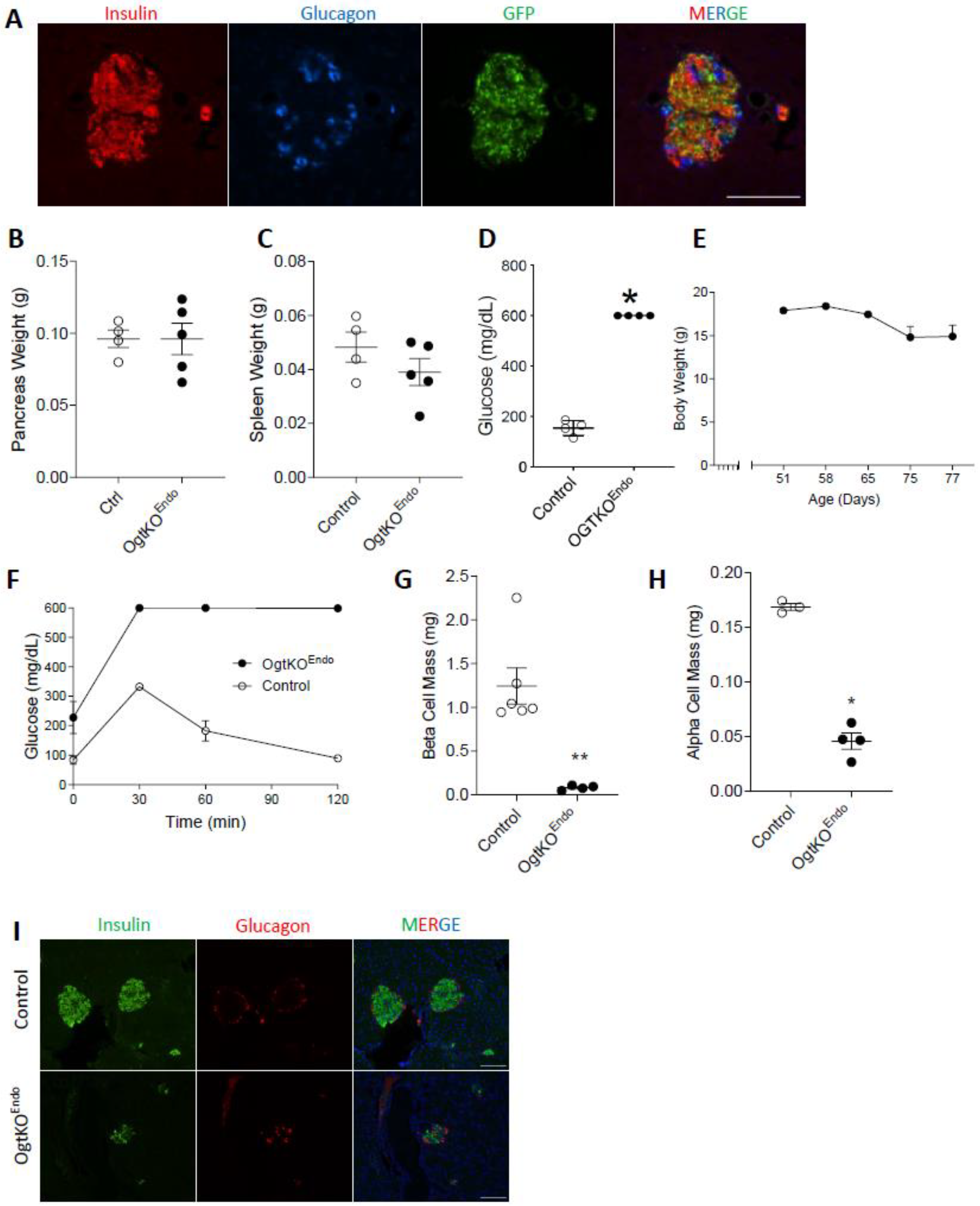 Biomedicines 11 00105 g004 Biomedicines 11 00105 g004