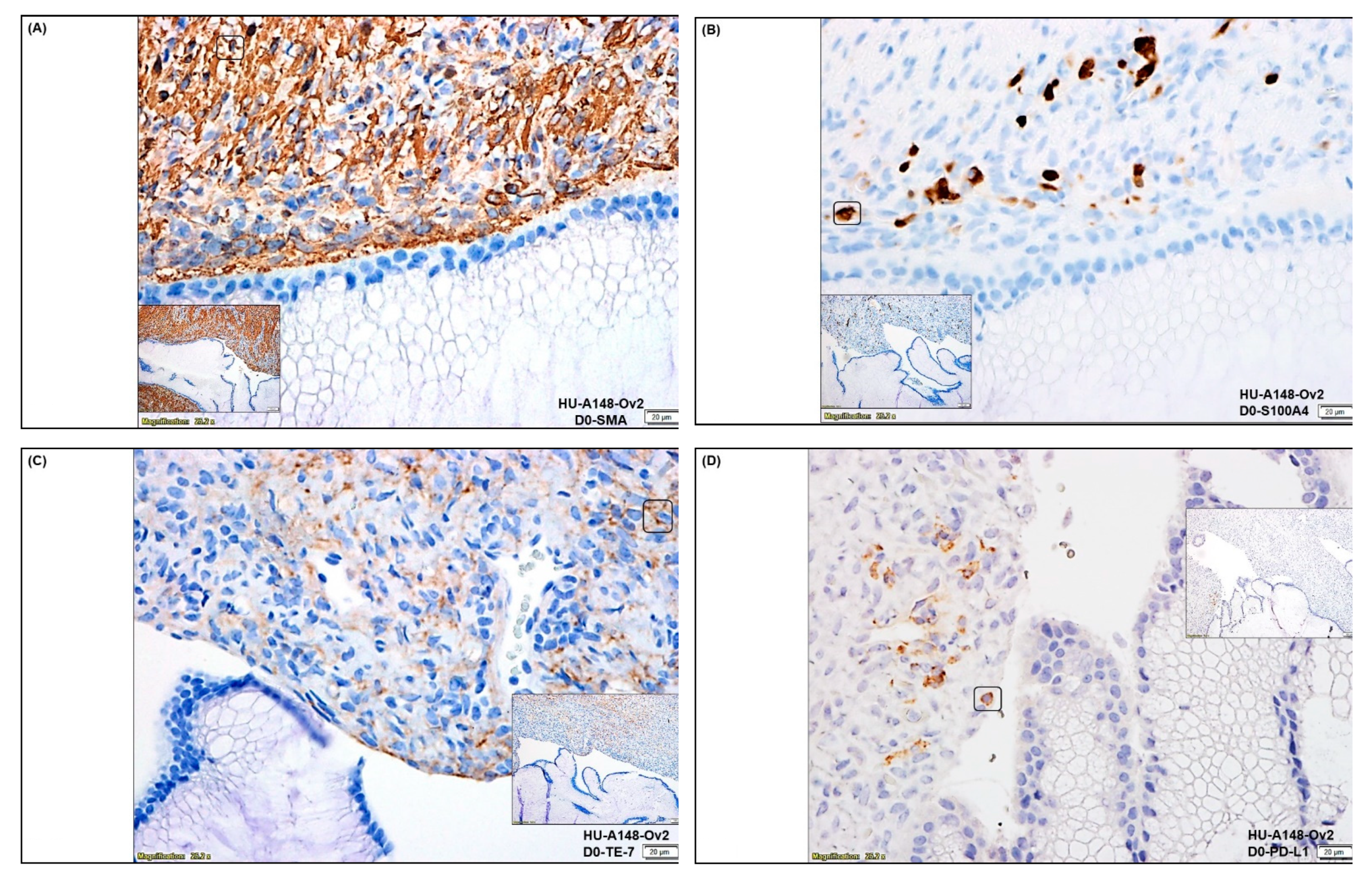 Biomedicines 11 00112 g002a Biomedicines 11 00112 g002a