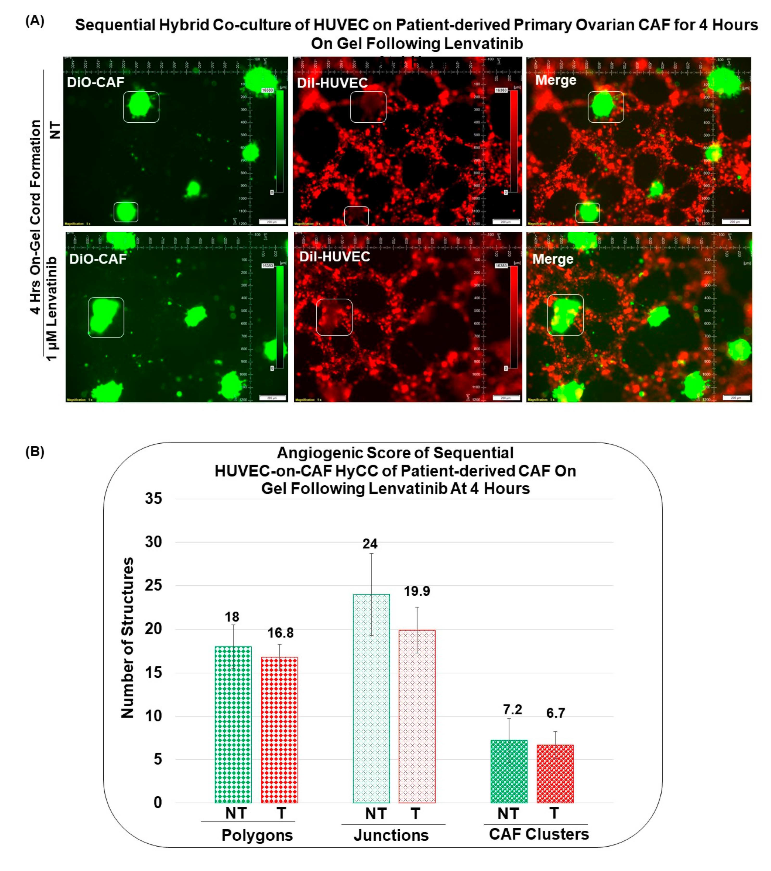Biomedicines 11 00112 g007a Biomedicines 11 00112 g007a