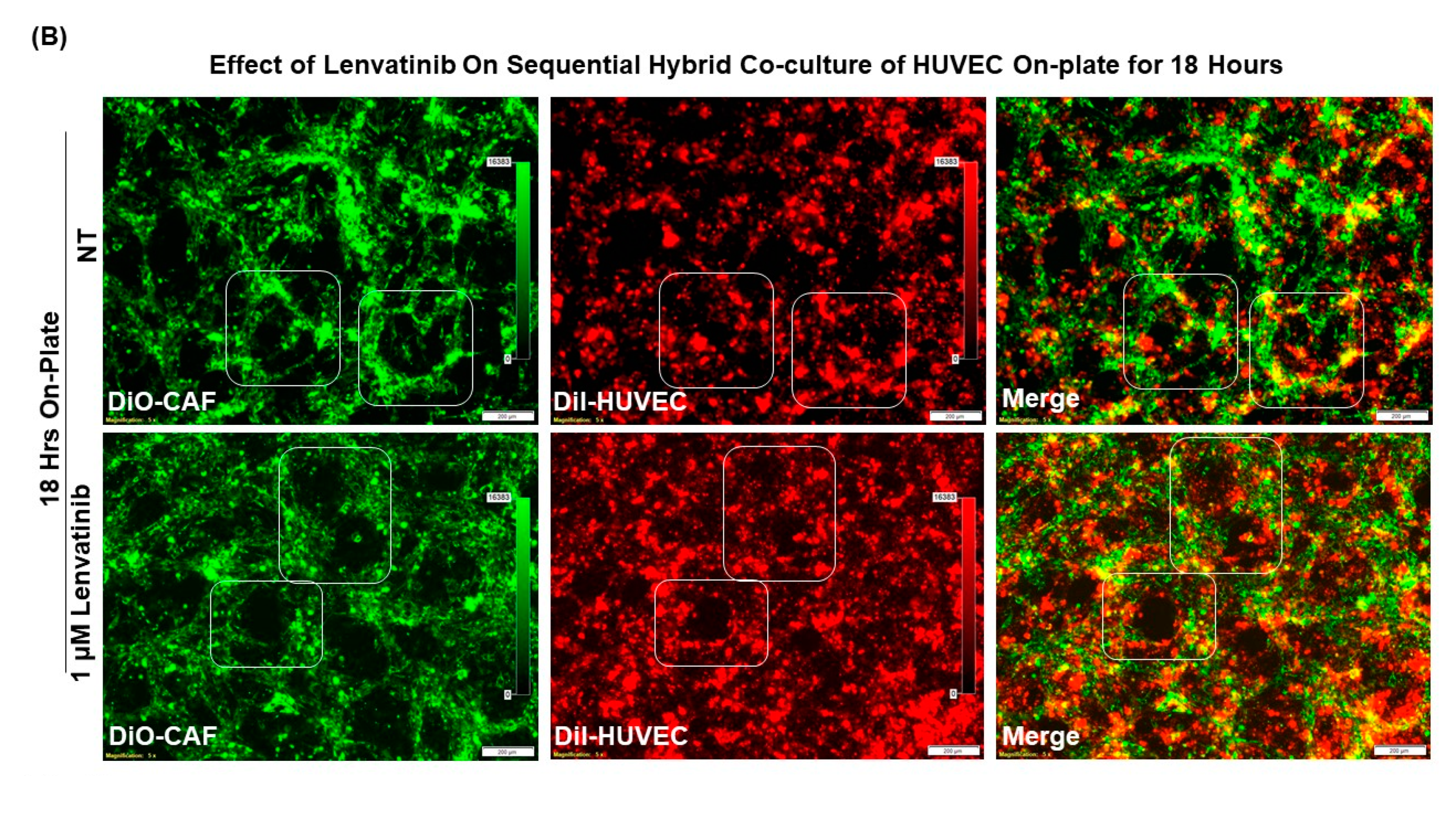 Biomedicines 11 00112 g010b Biomedicines 11 00112 g010b