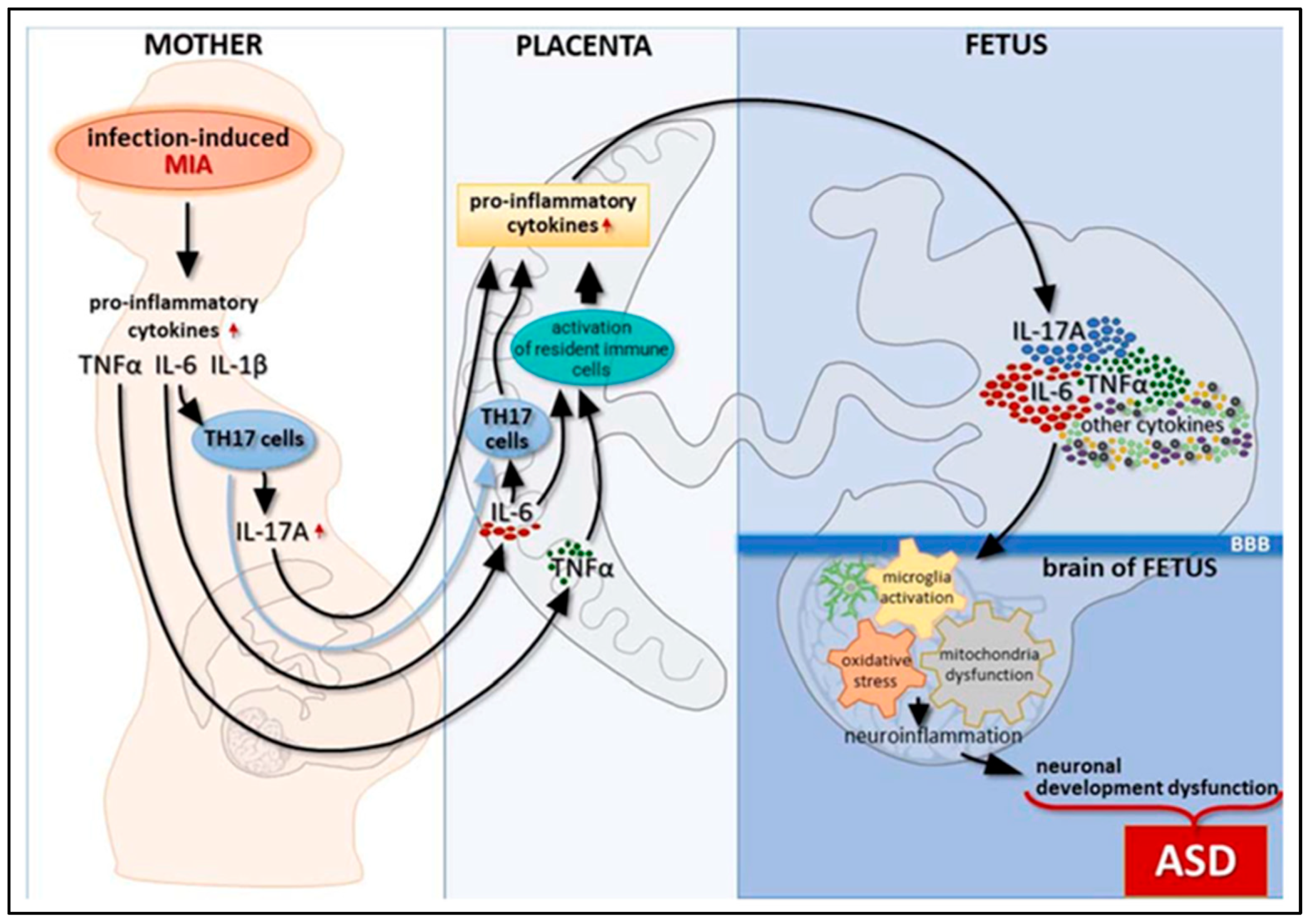 Biomedicines 11 00115 g004