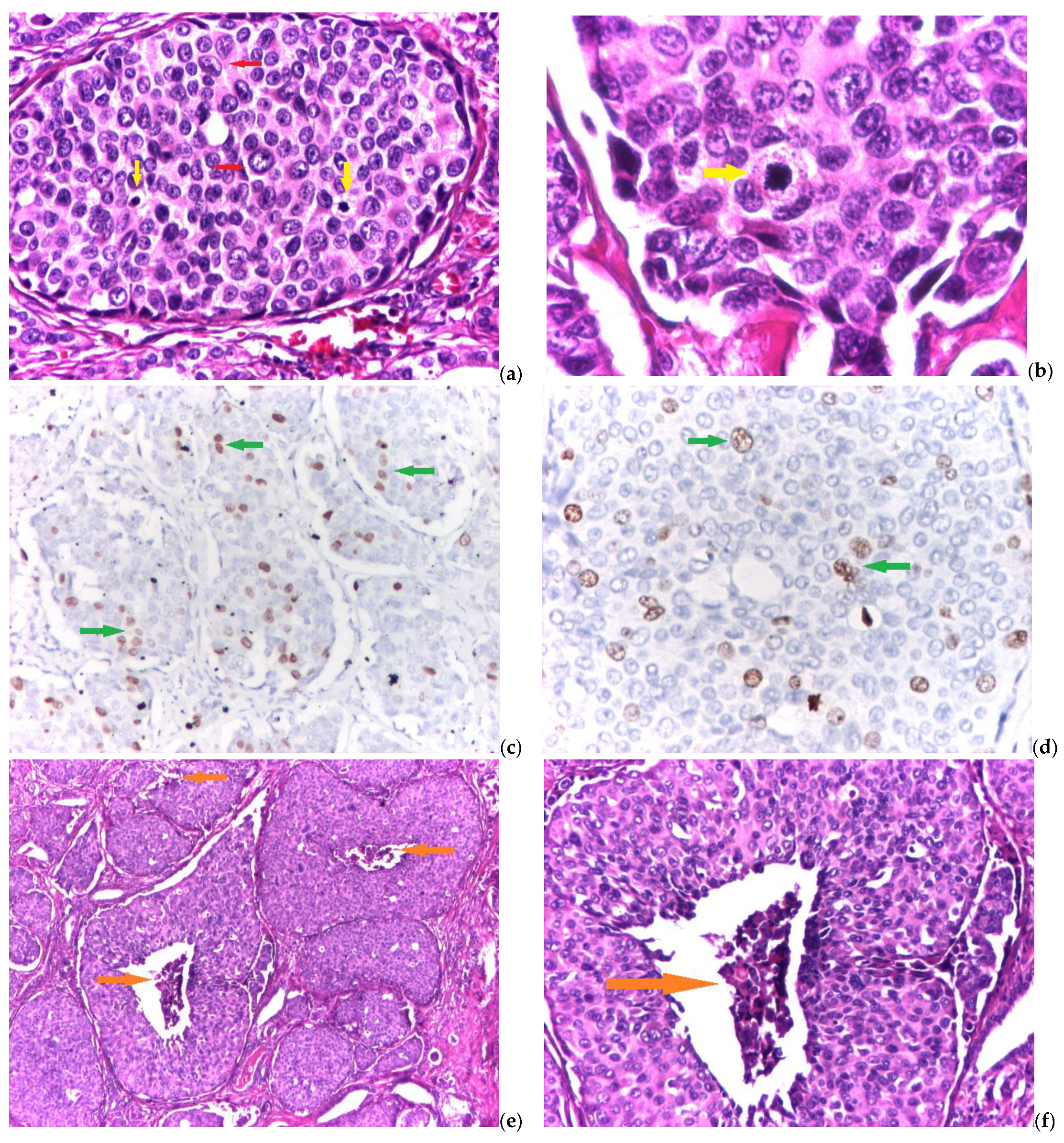 Biomedicines 11 00116 g002