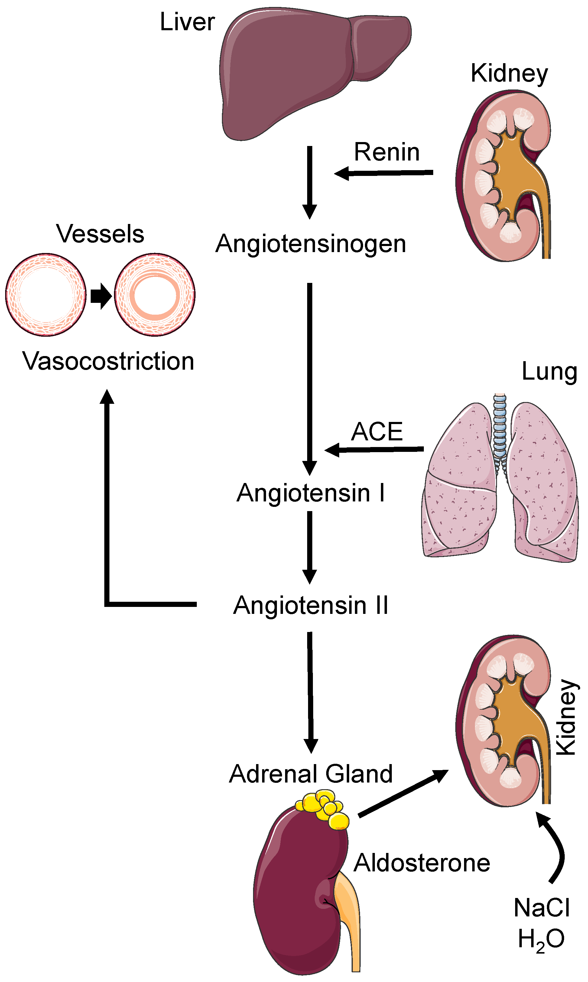 Biomedicines 11 00118 g001