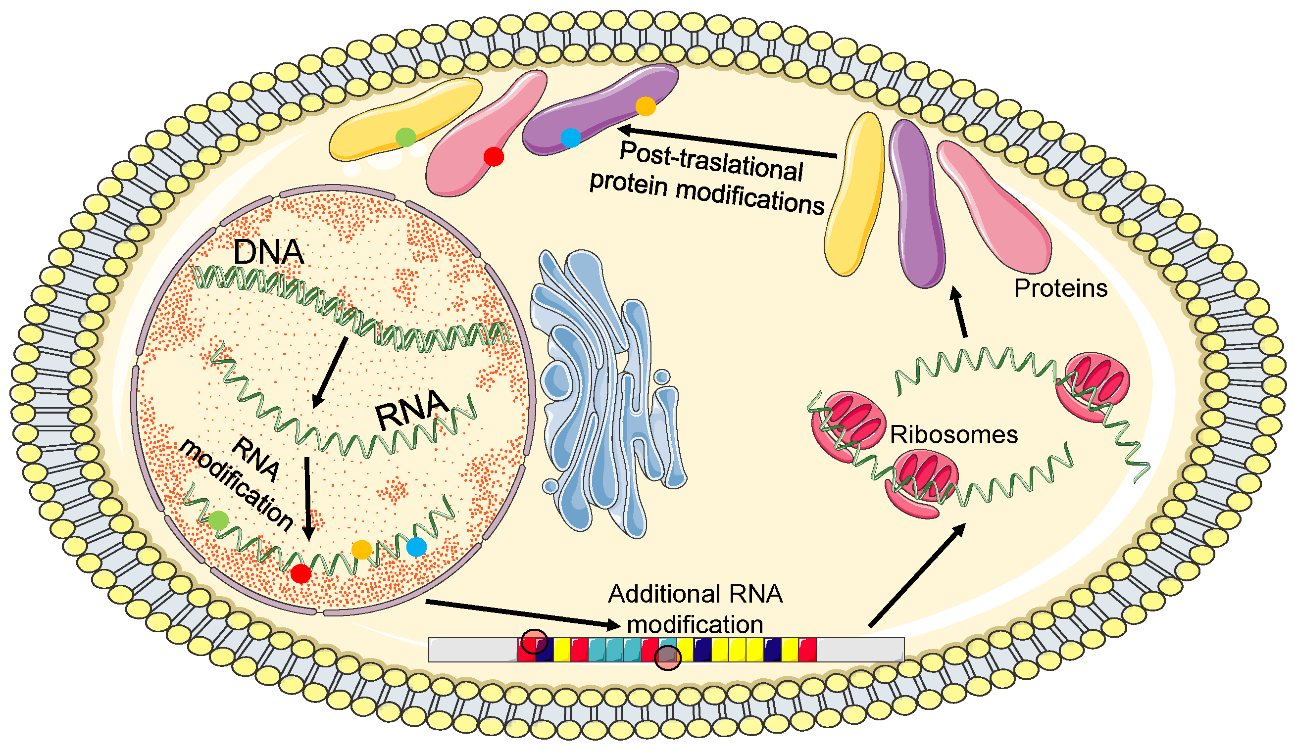 Biomedicines 11 00118 g002