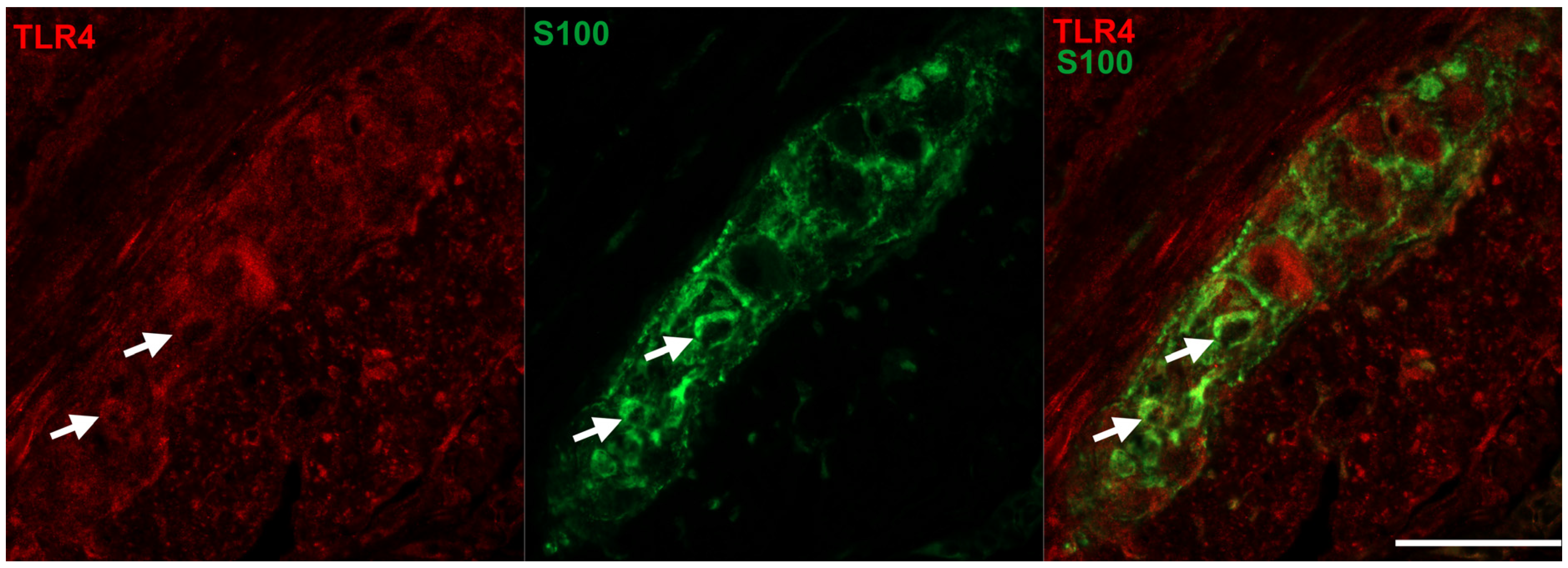 Biomedicines 11 00129 g005 Biomedicines 11 00129 g005