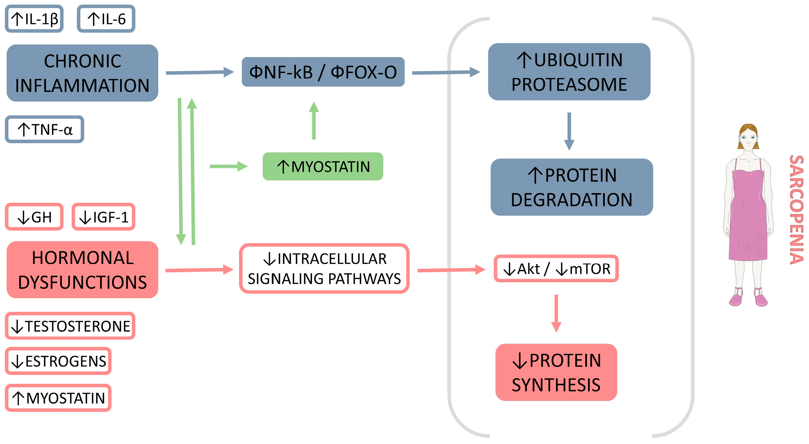 Biomedicines 11 00136 g003 Biomedicines 11 00136 g003