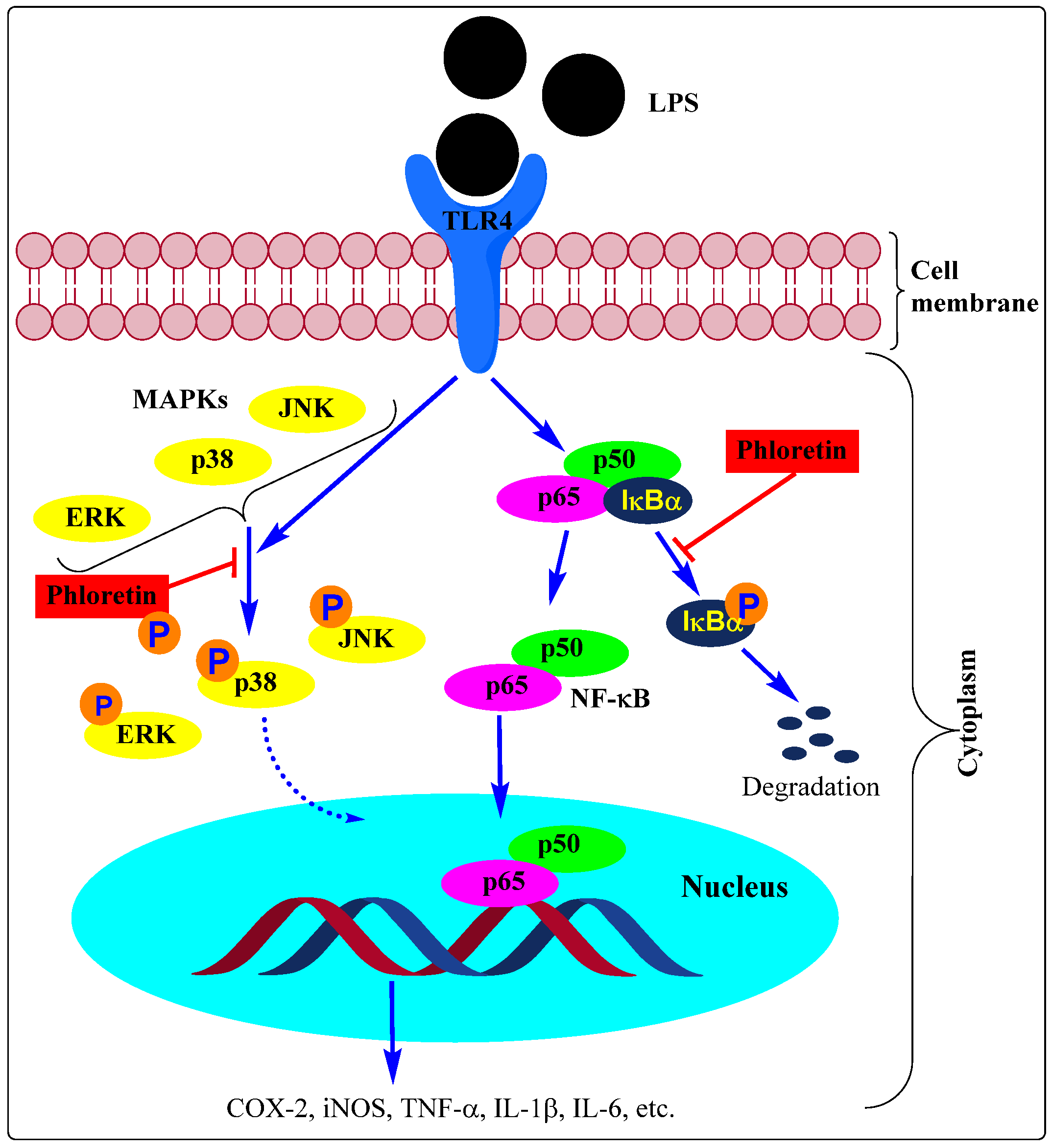 Biomedicines 11 00143 g002