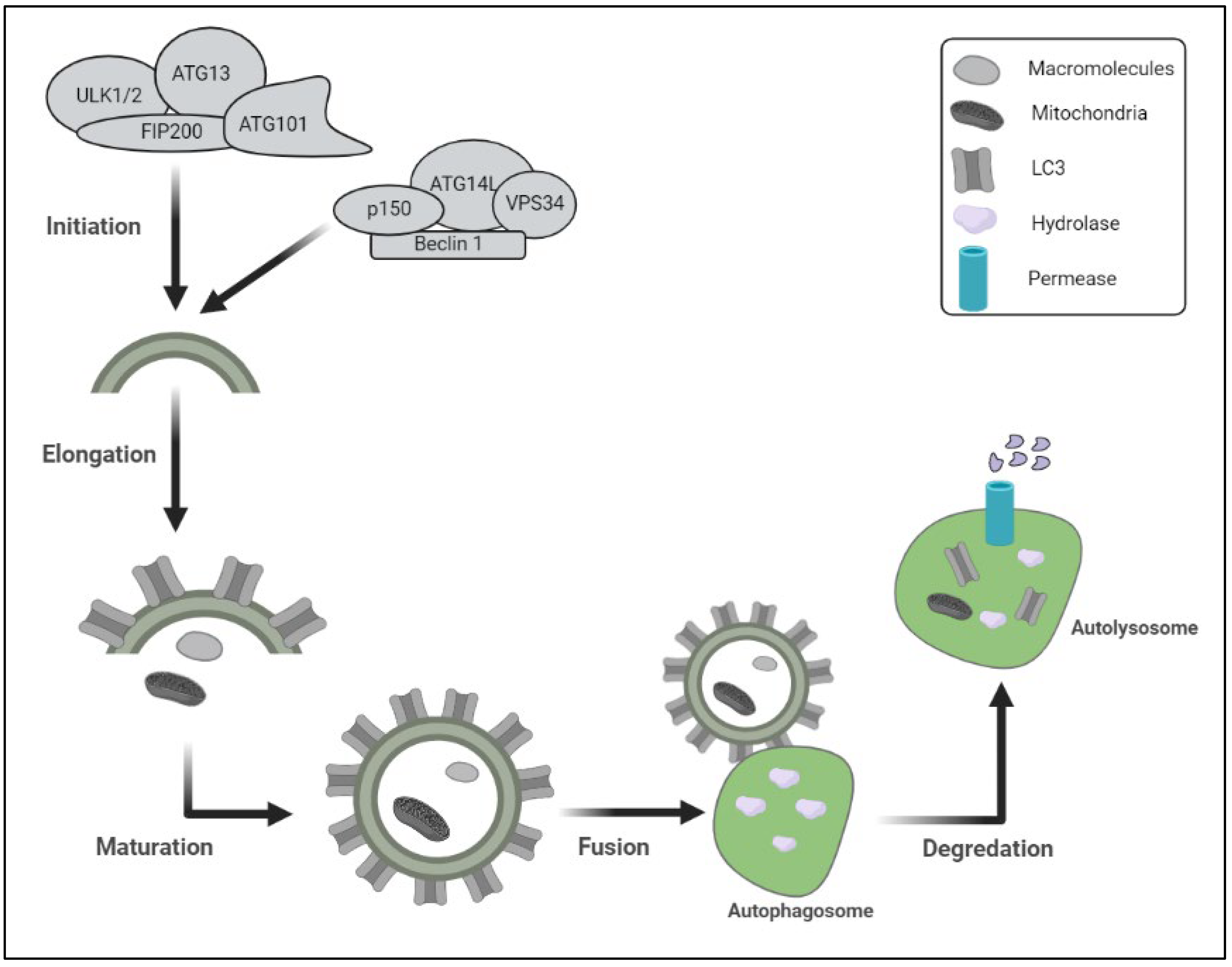 Biomedicines 11 00162 g001