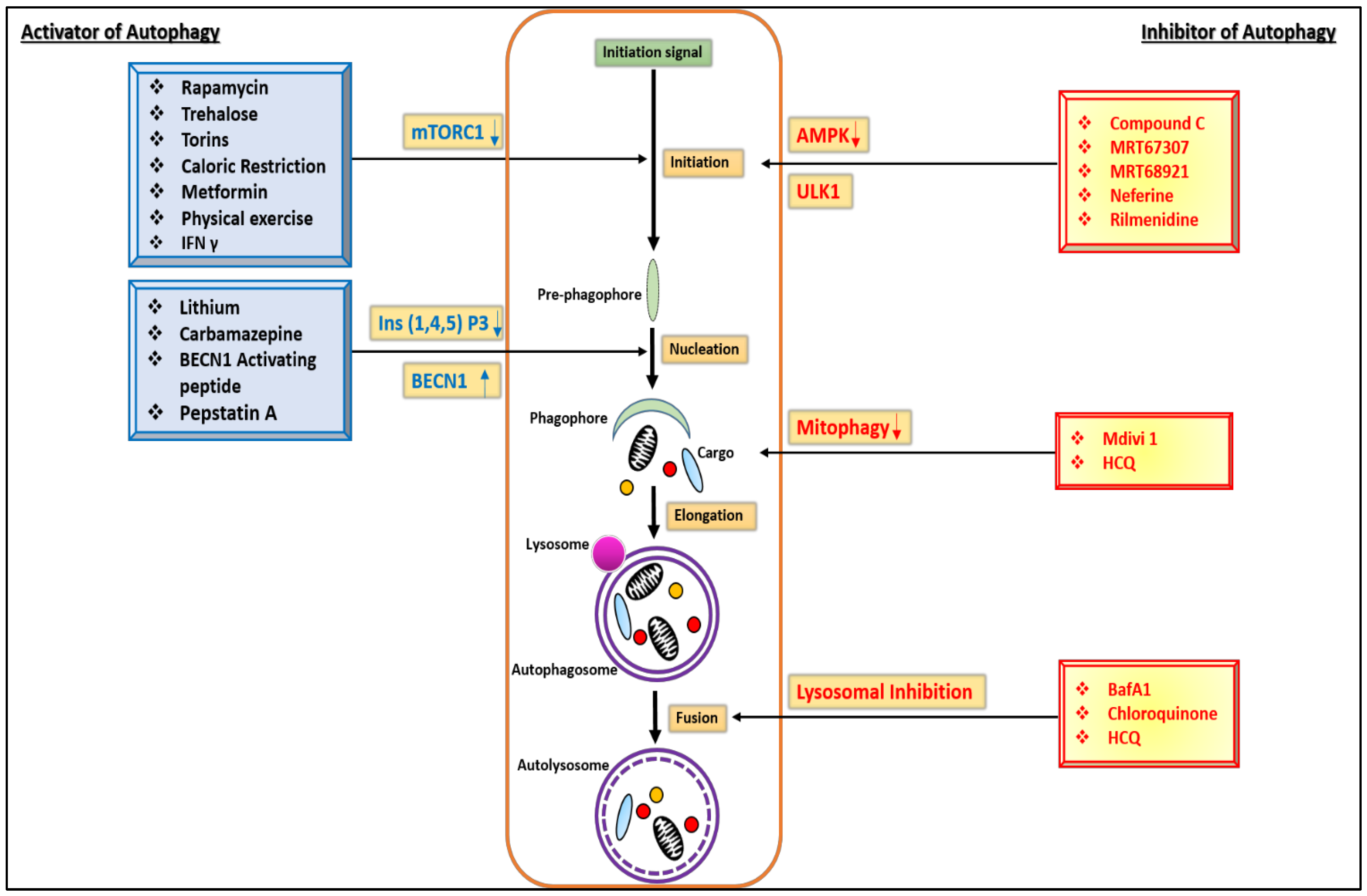 Biomedicines 11 00162 g003