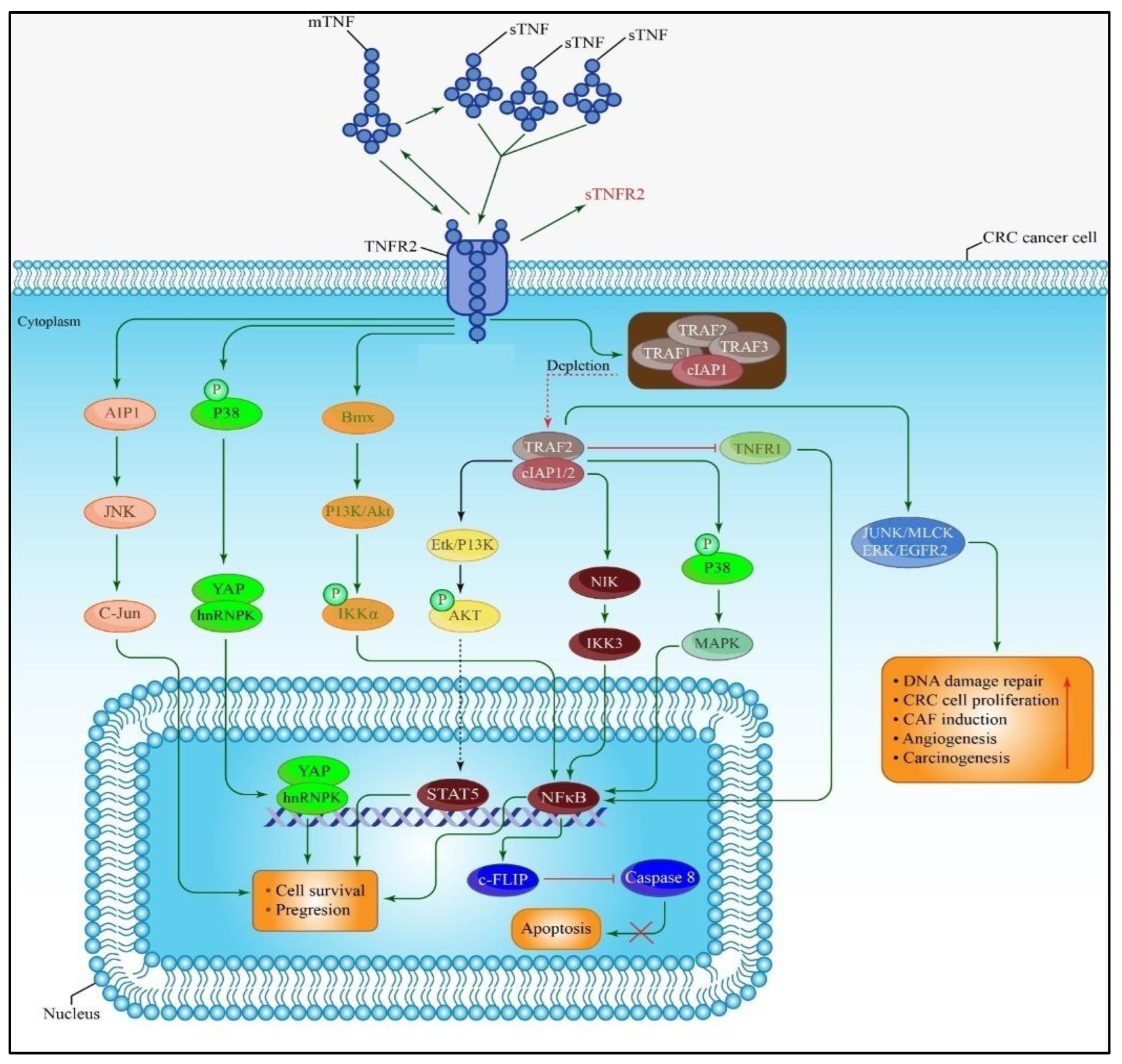 Biomedicines 11 00173 g002 Biomedicines 11 00173 g002