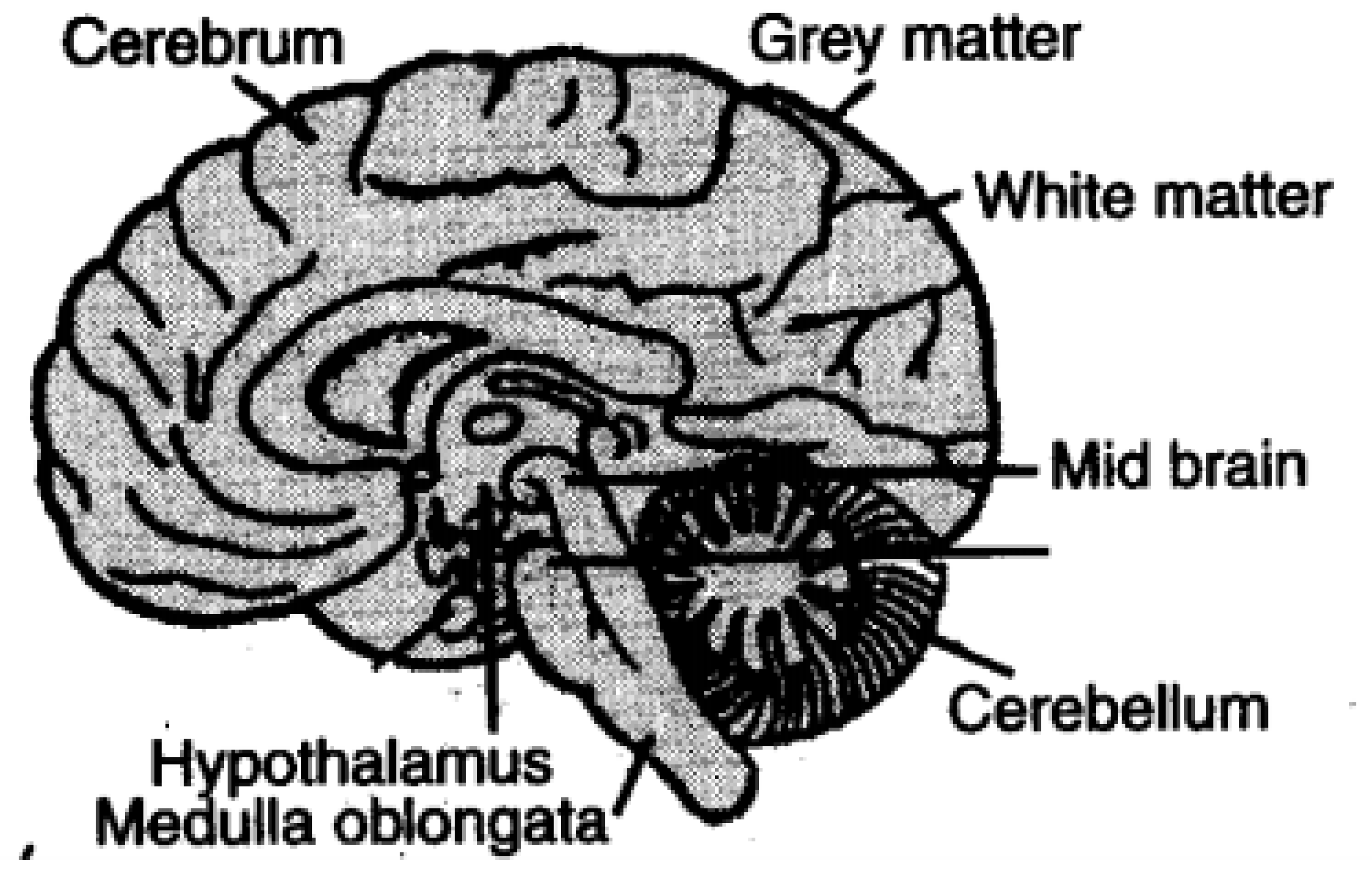 Biomedicines 11 00184 g002 Biomedicines 11 00184 g002