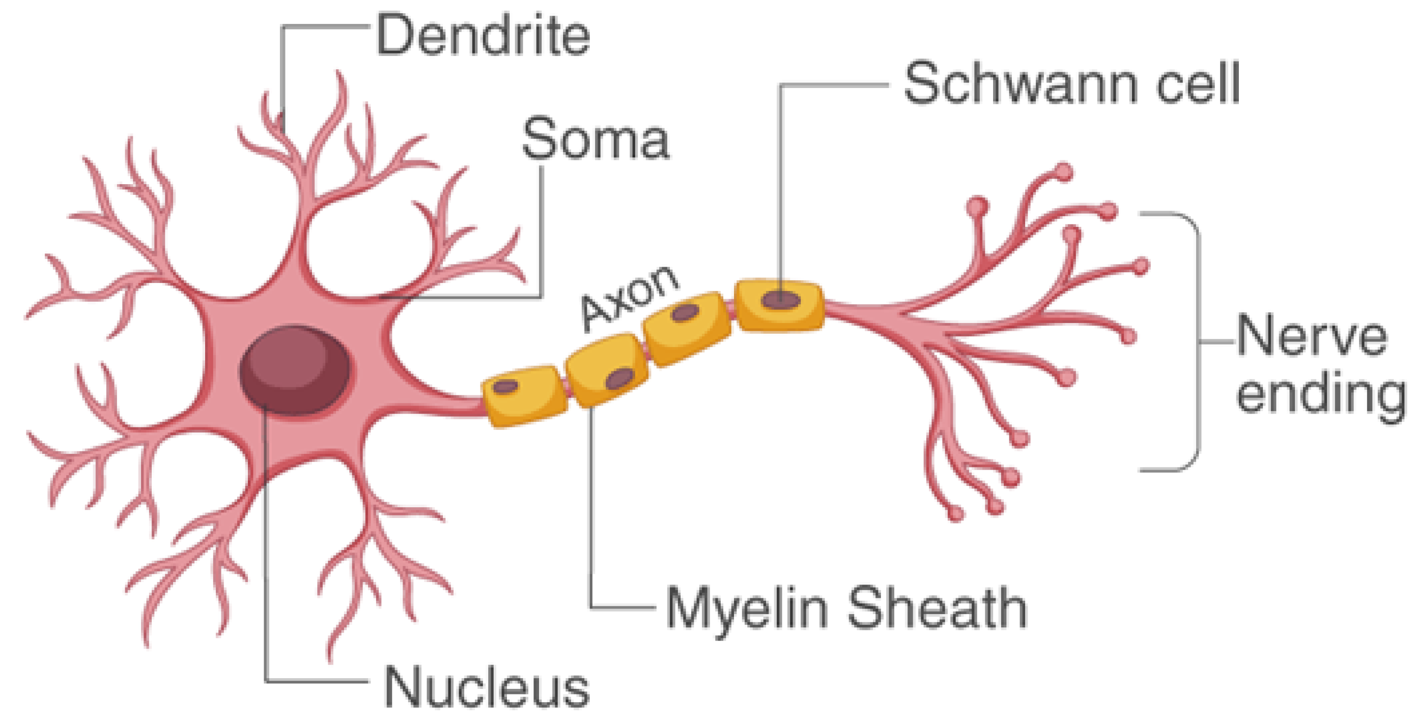 Biomedicines 11 00184 g003 Biomedicines 11 00184 g003