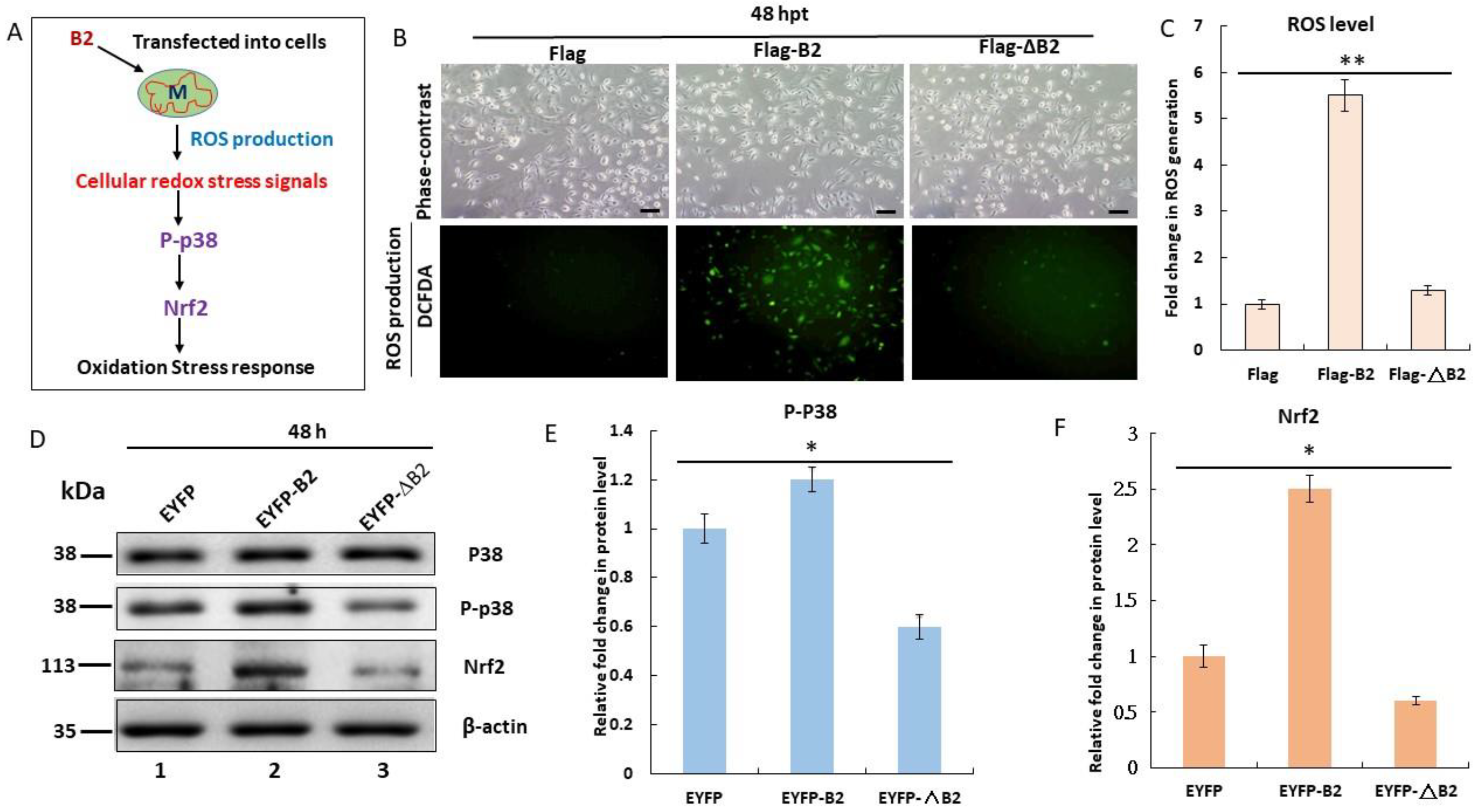 Biomedicines 11 00186 g002