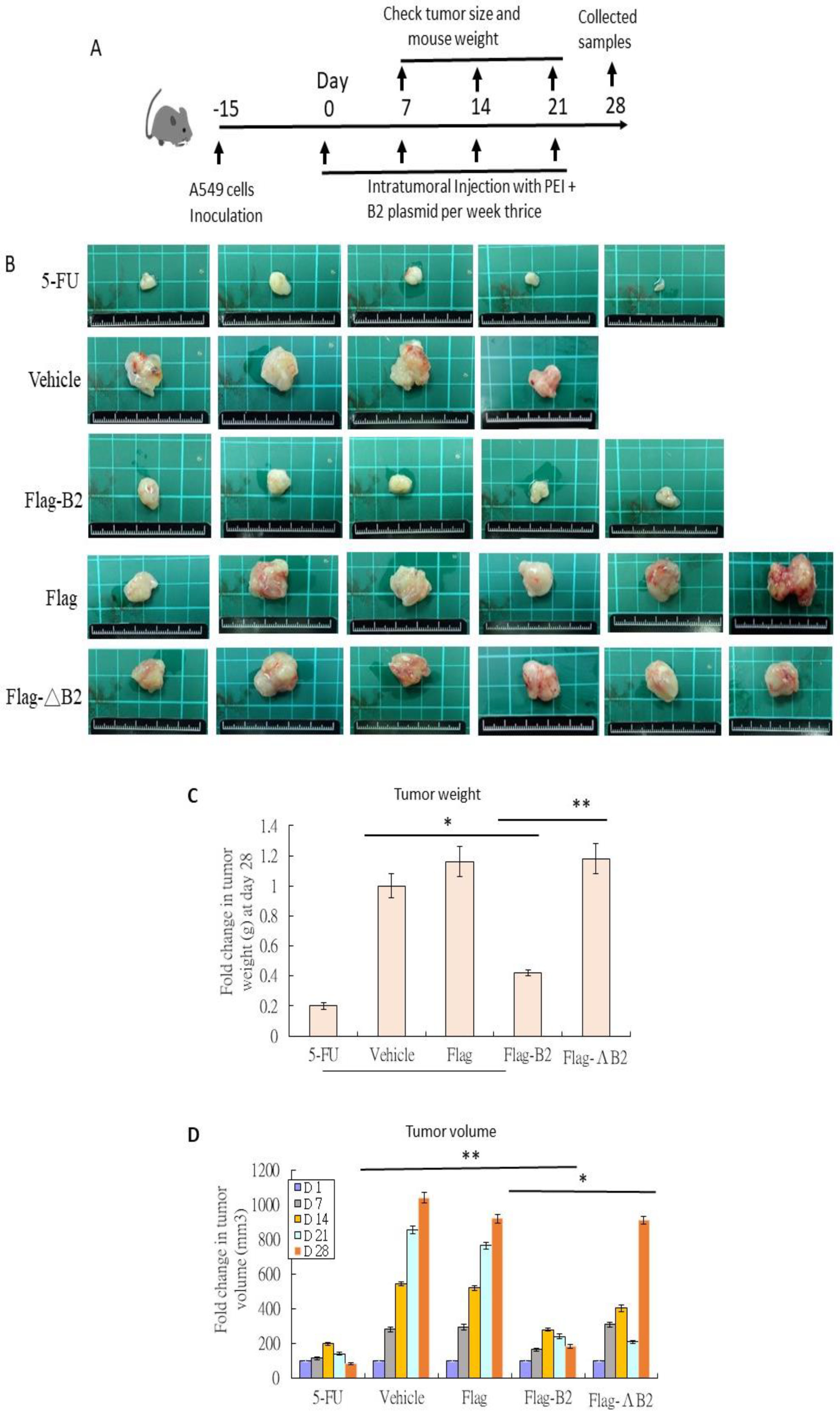 Biomedicines 11 00186 g004