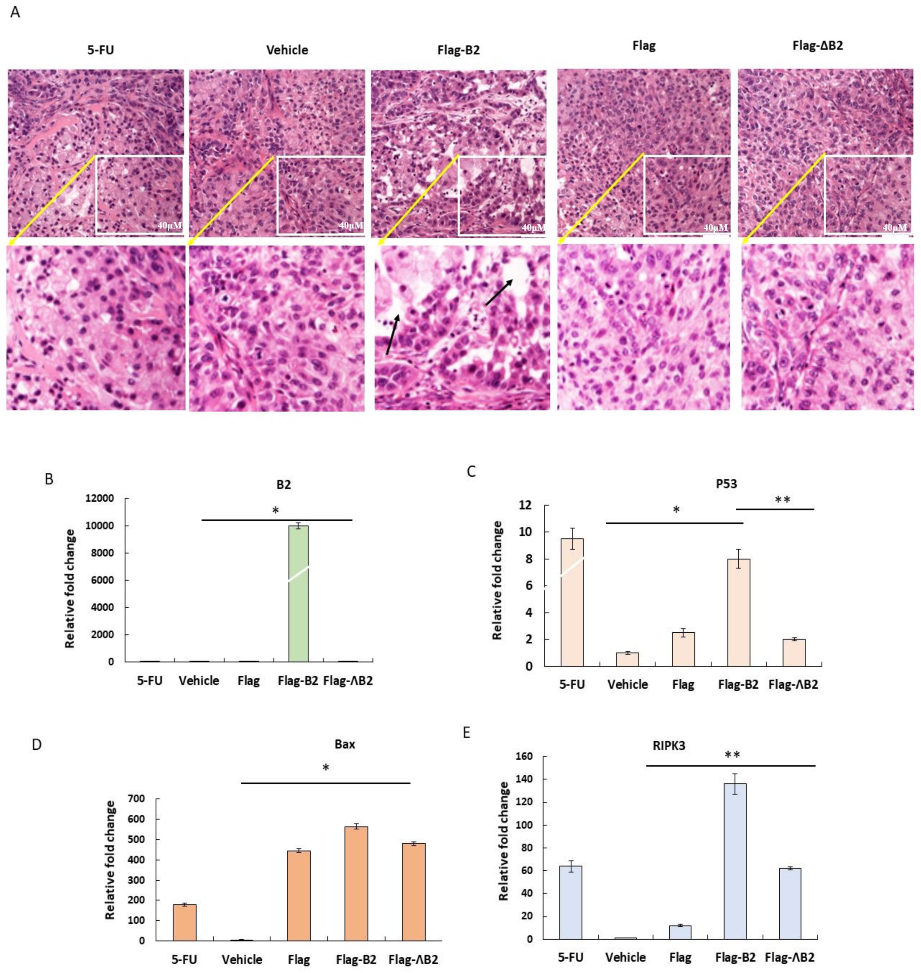 Biomedicines 11 00186 g006a