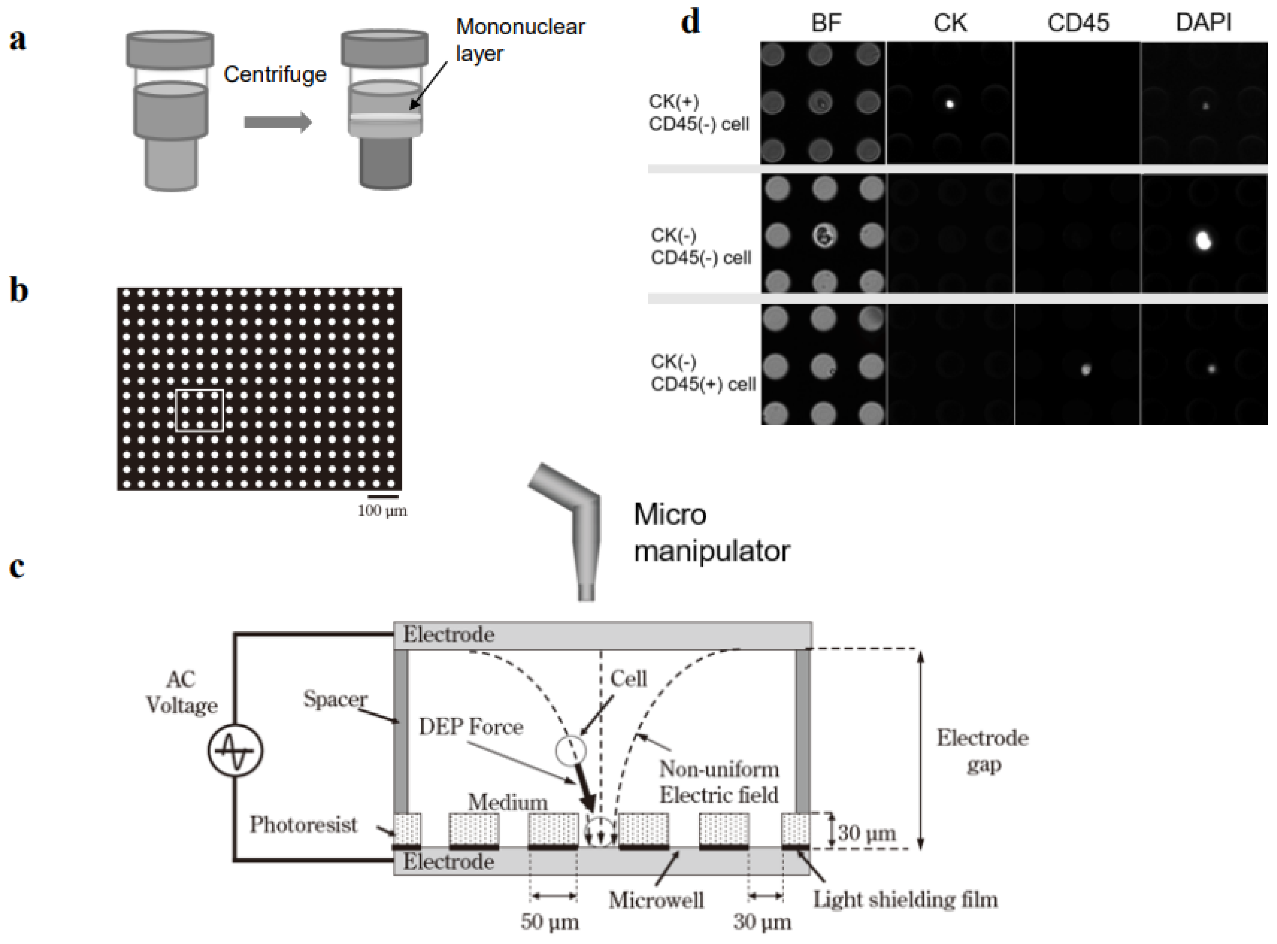 Biomedicines 11 00203 g001