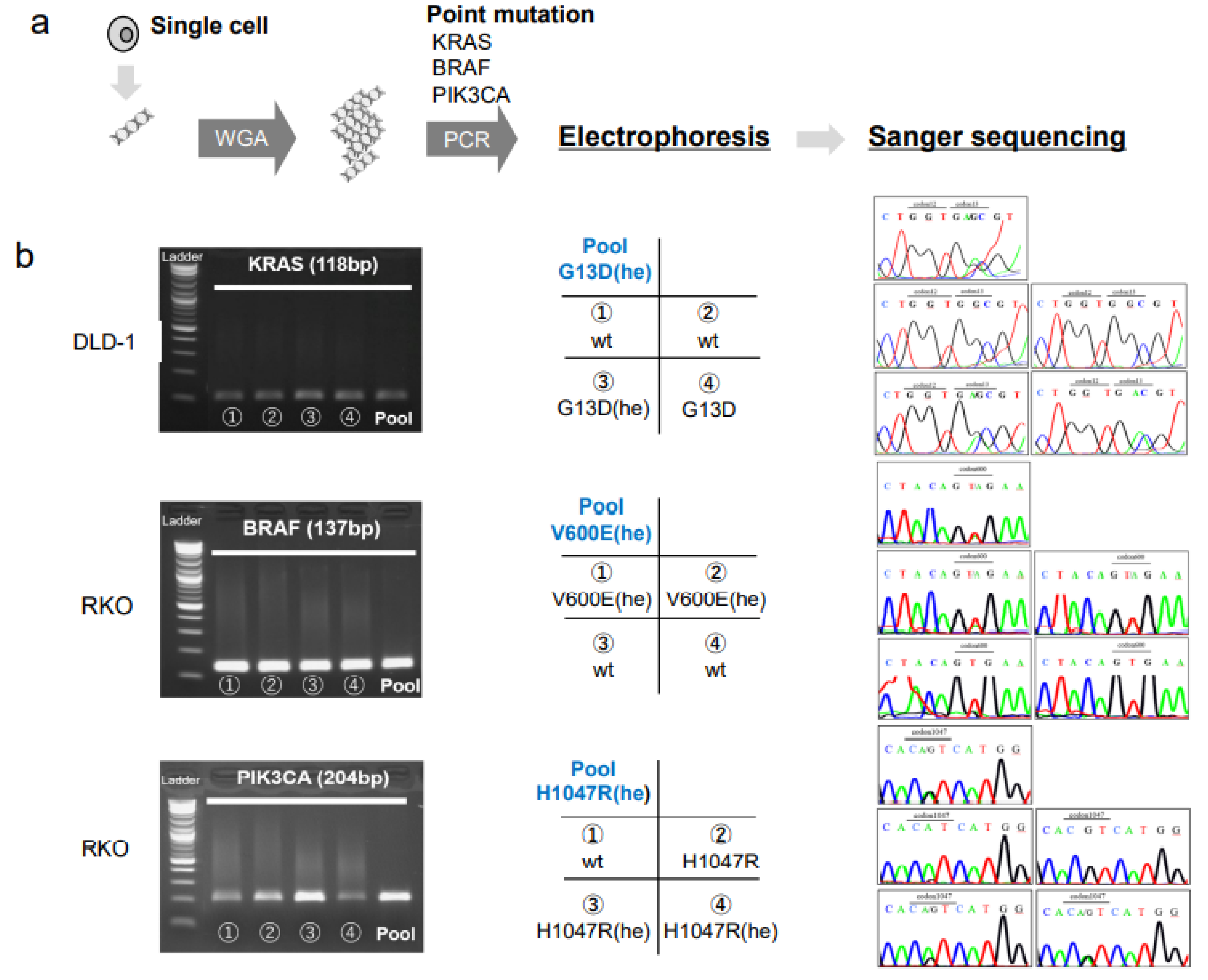 Biomedicines 11 00203 g002