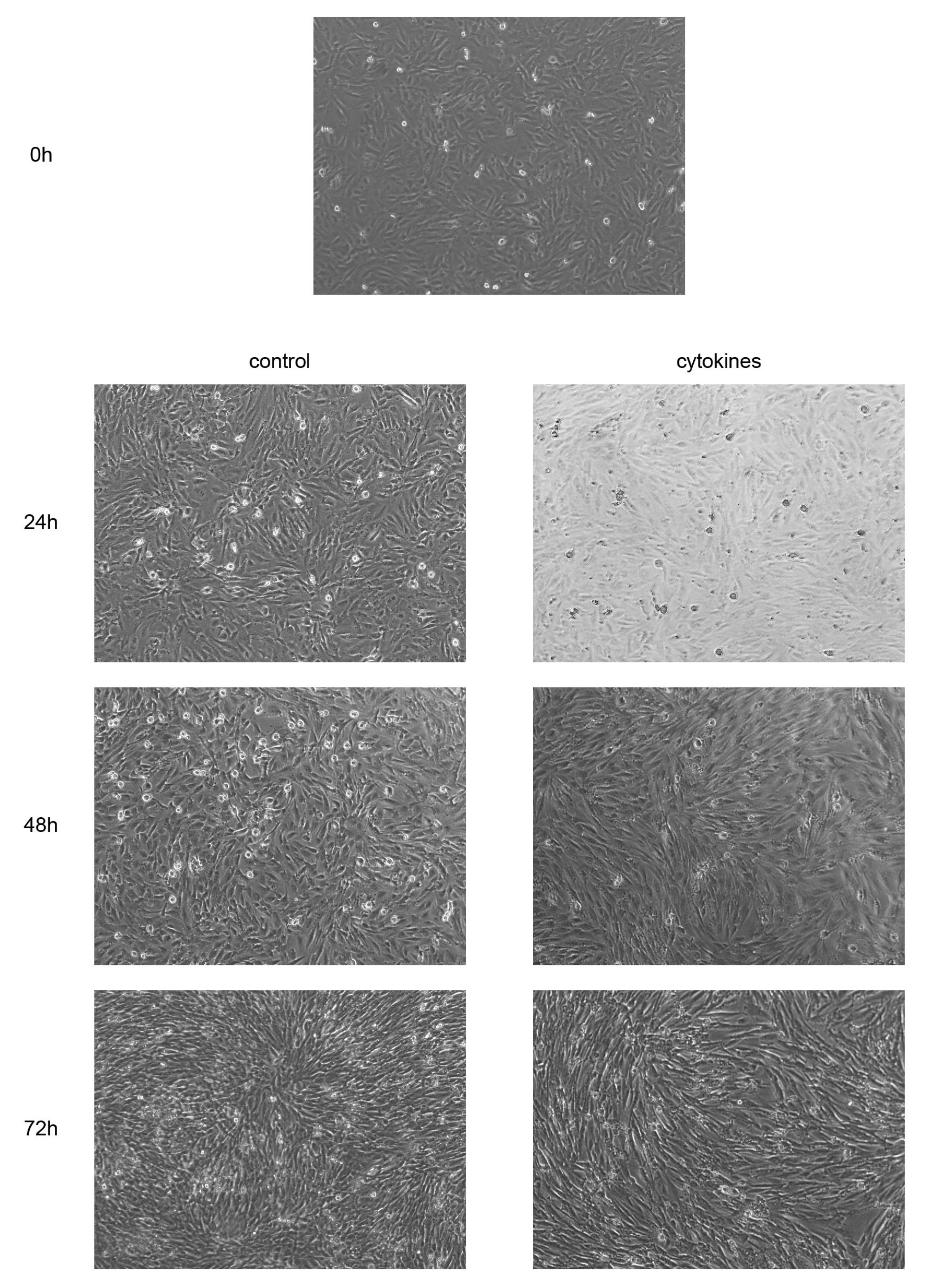 Biomedicines 11 00210 g006 Biomedicines 11 00210 g006