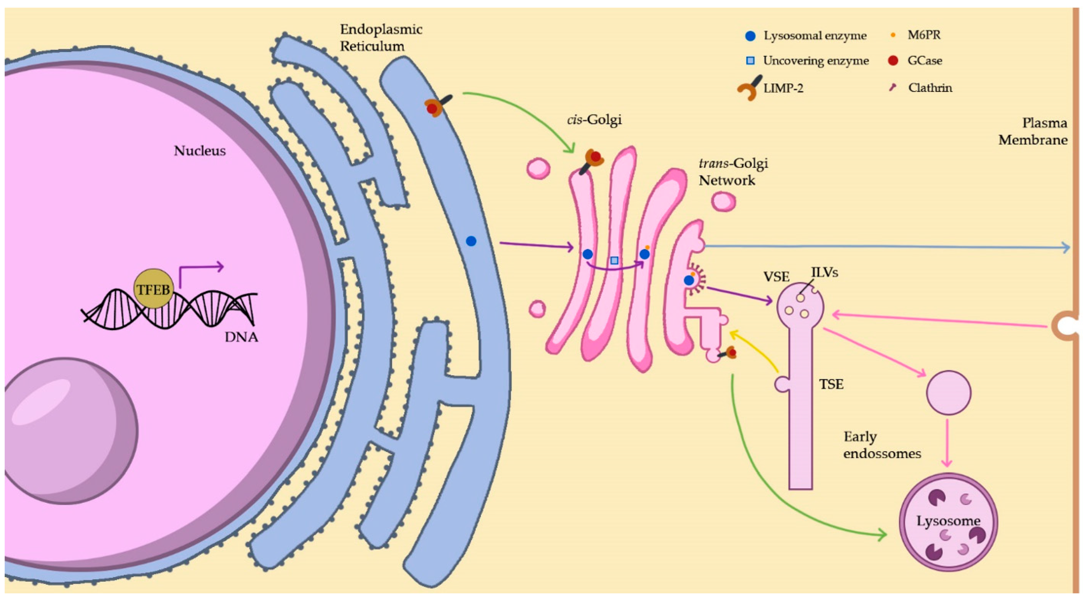 Biomedicines 11 00213 g001