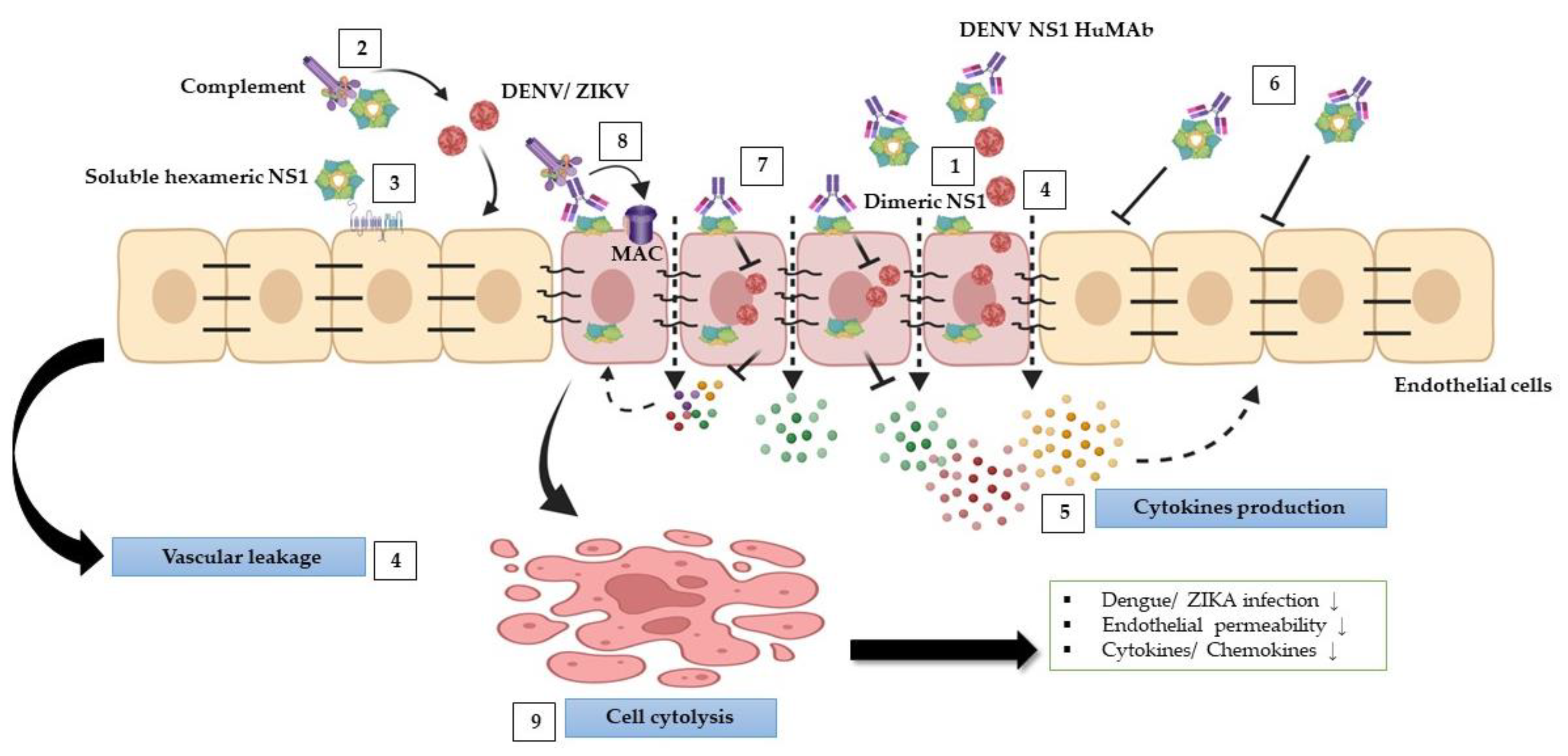 Biomedicines 11 00227 g007