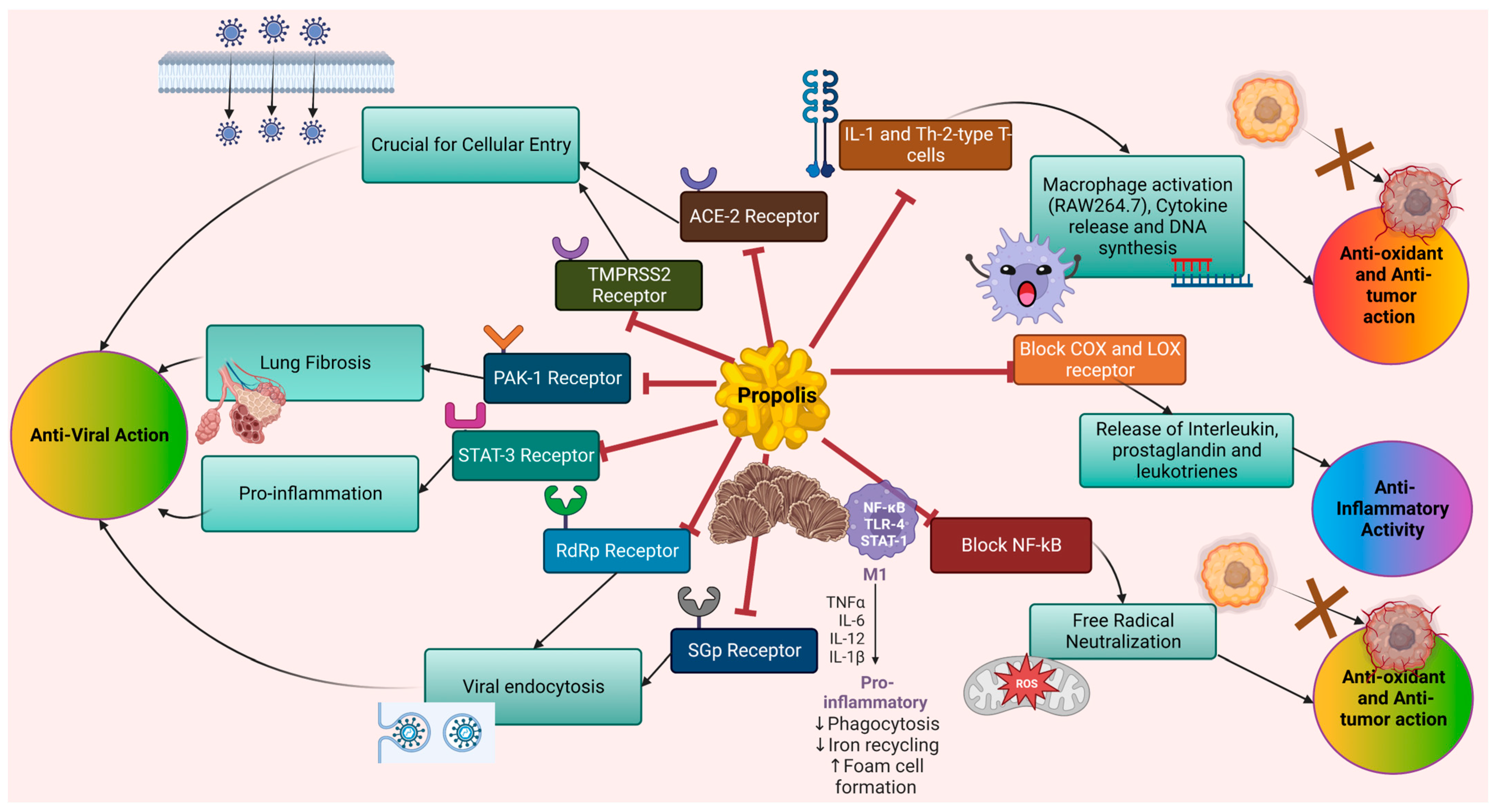 Biomedicines 11 00259 g001 Biomedicines 11 00259 g001