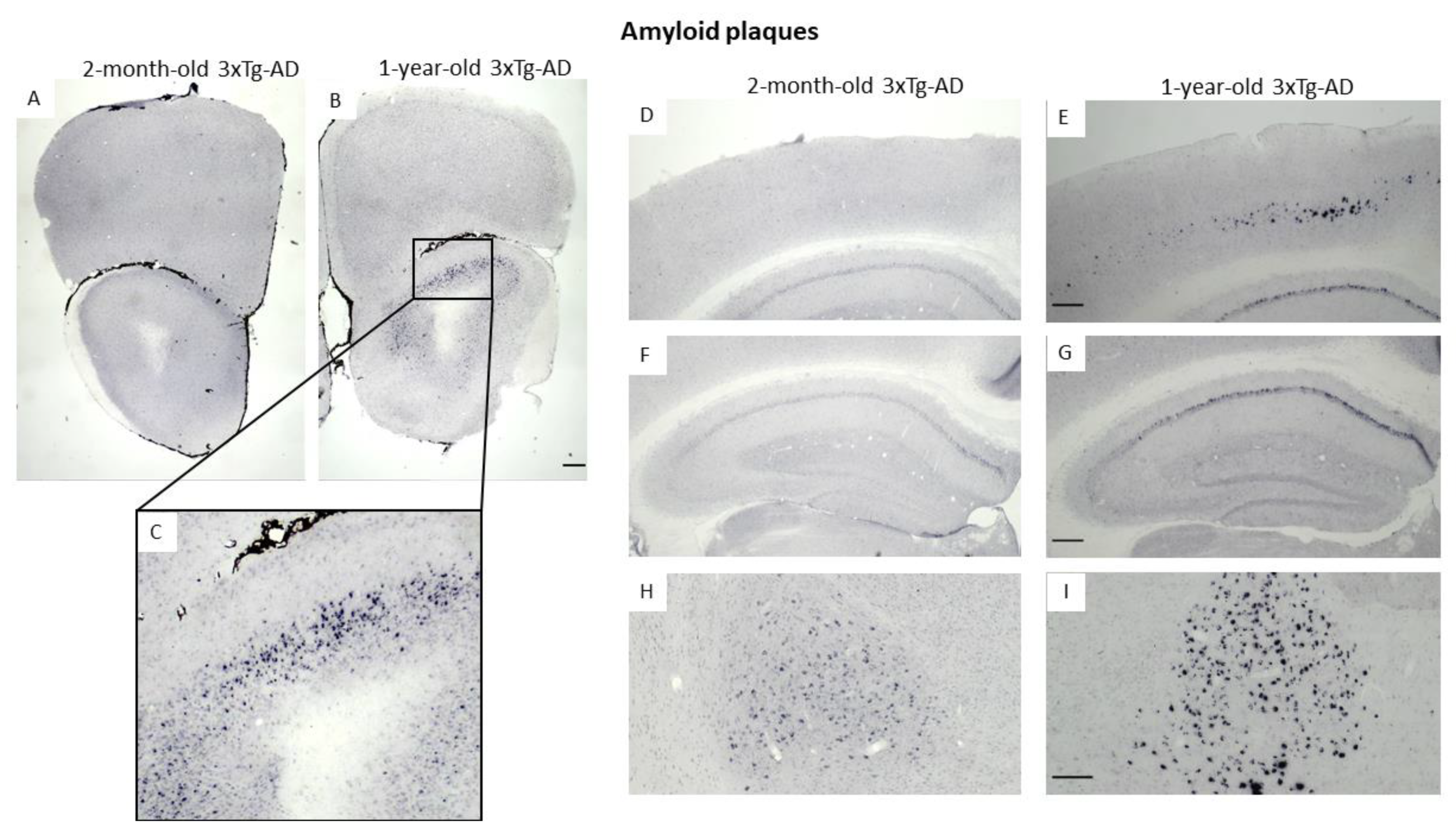 Biomedicines 11 00262 g006