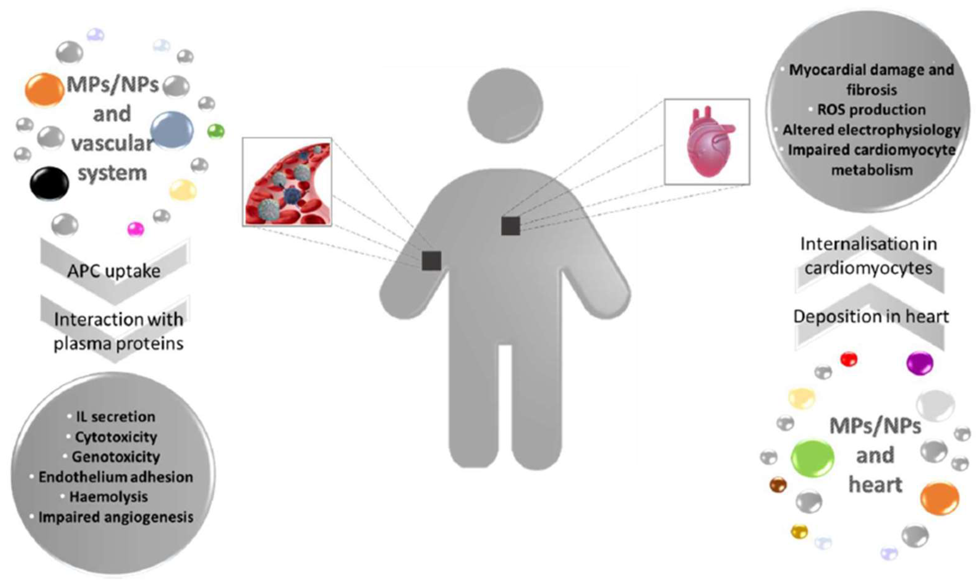 Biomedicines 11 00264 g002