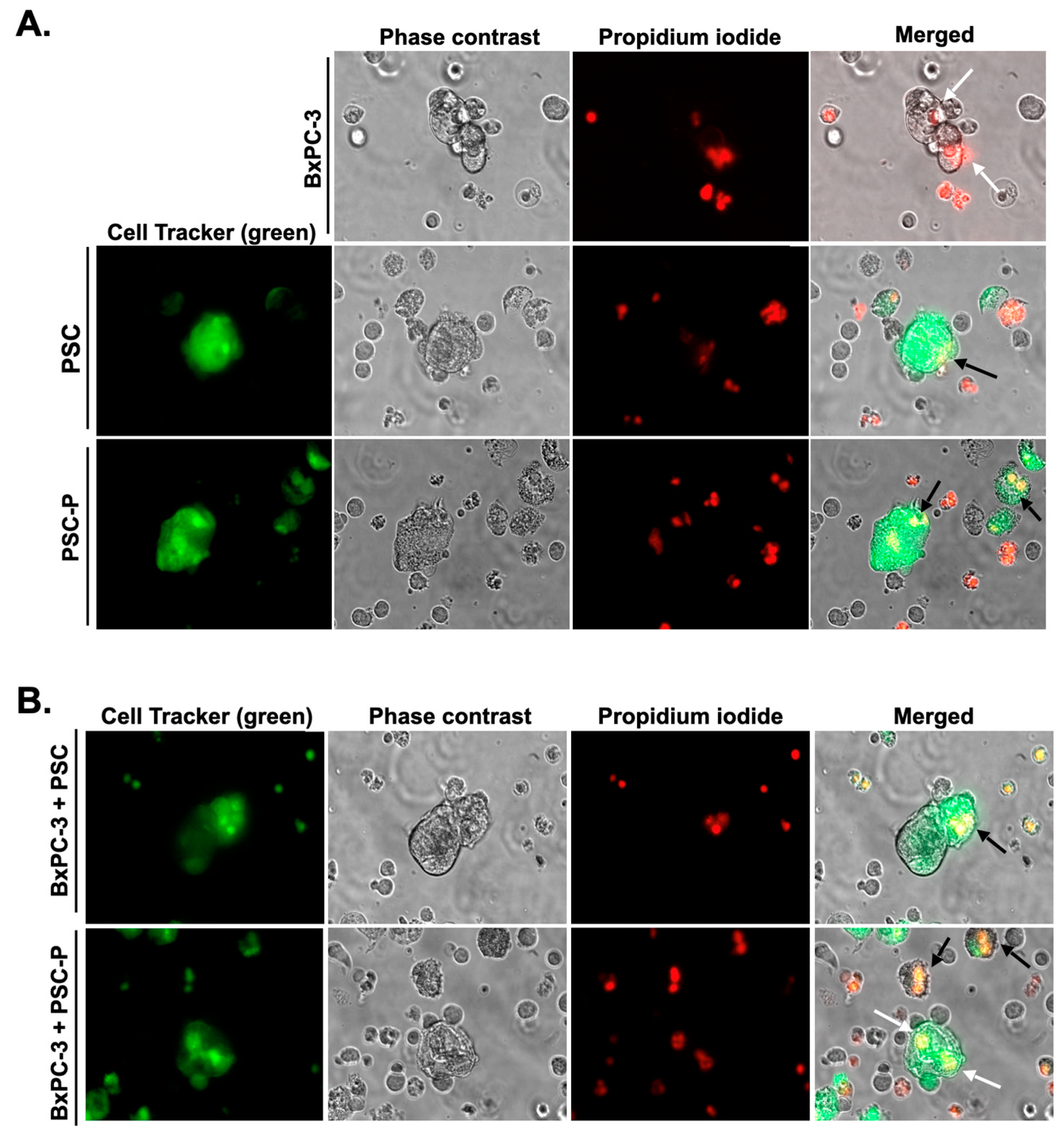 Biomedicines 11 00270 g005