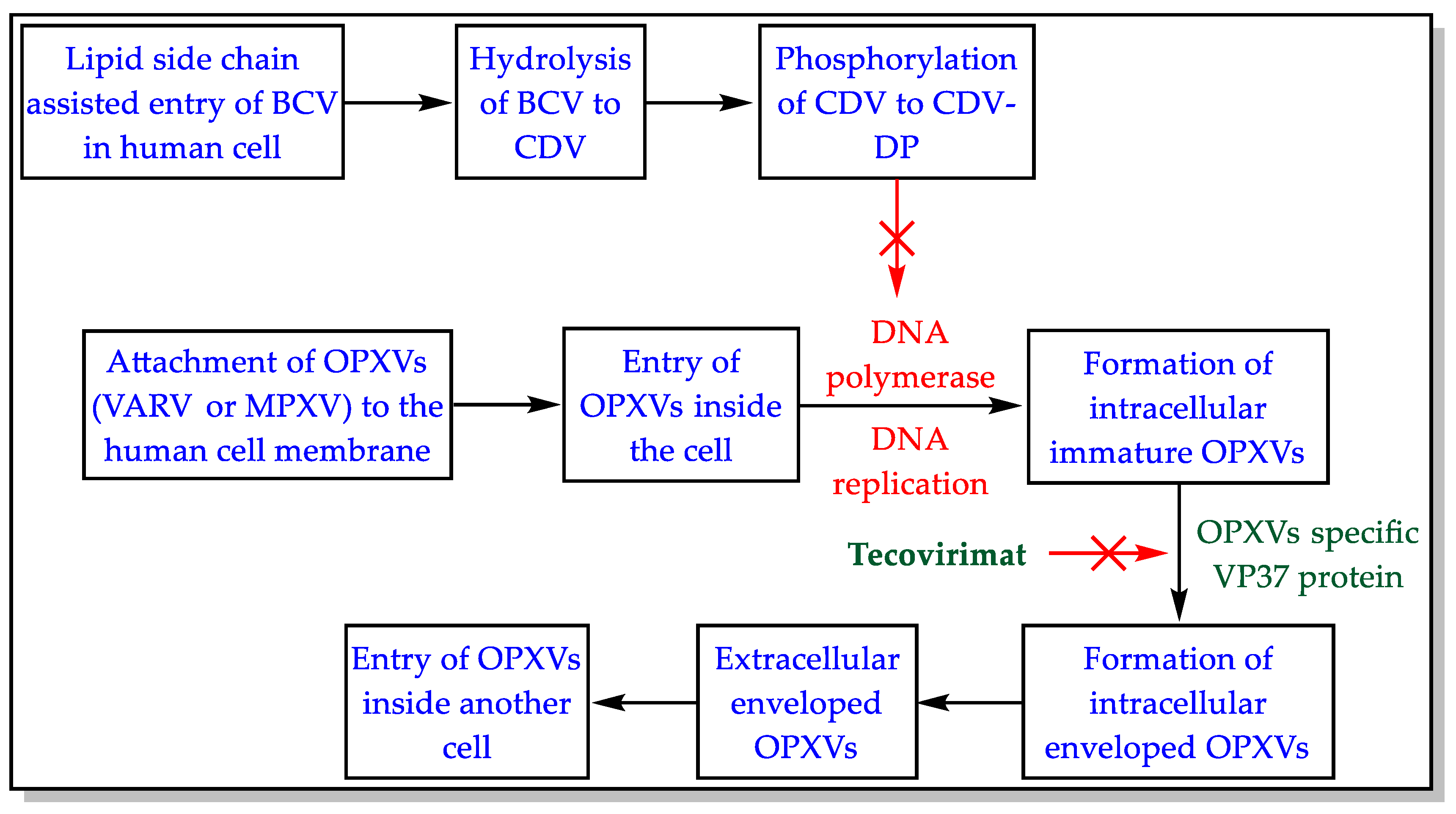 Biomedicines 11 00278 g003 Biomedicines 11 00278 g003