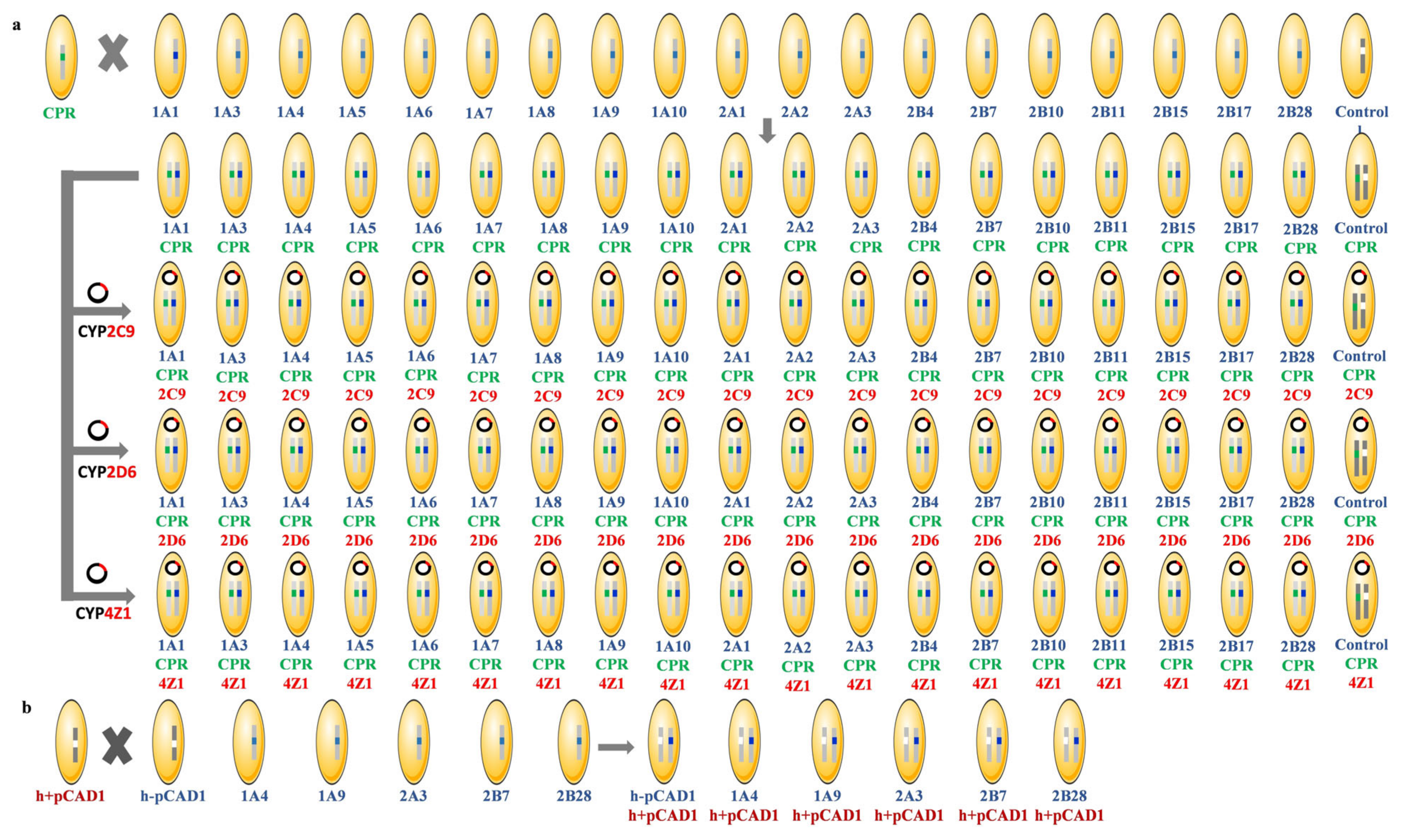 Biomedicines 11 00281 g001 Biomedicines 11 00281 g001