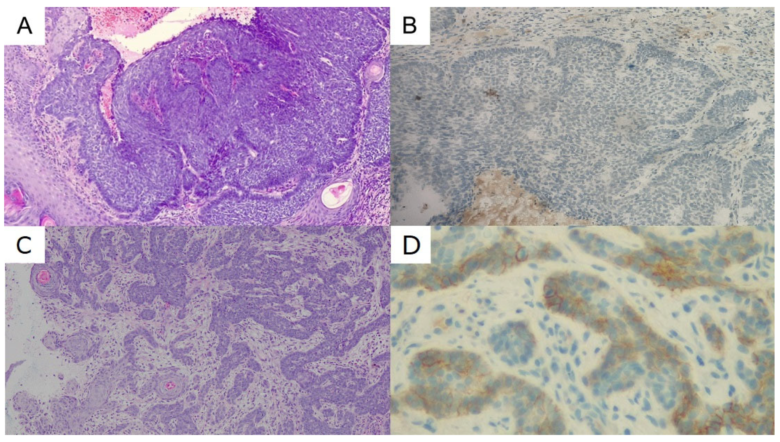 Biomedicines 11 00283 g004