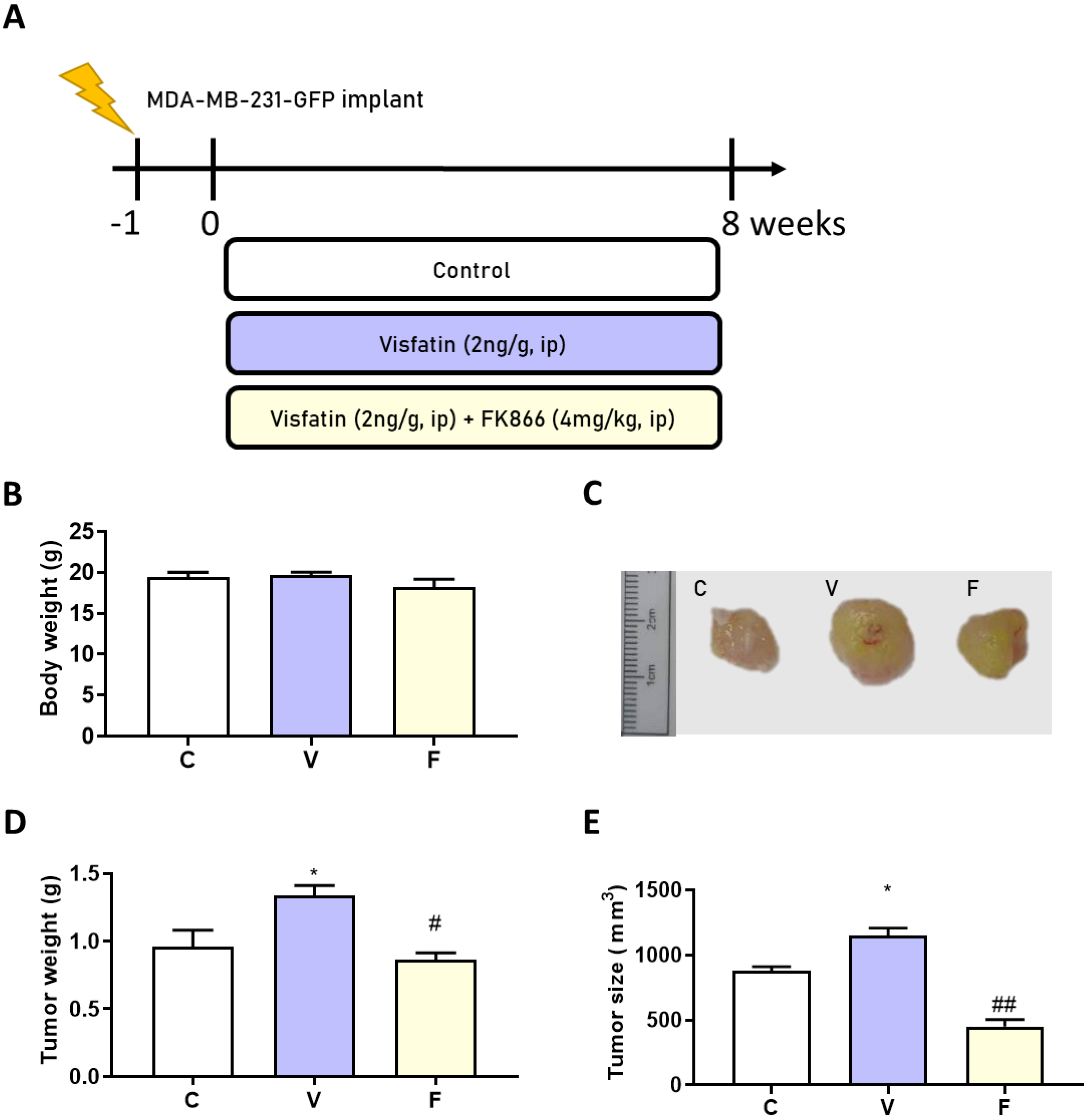 Biomedicines 11 00297 g002