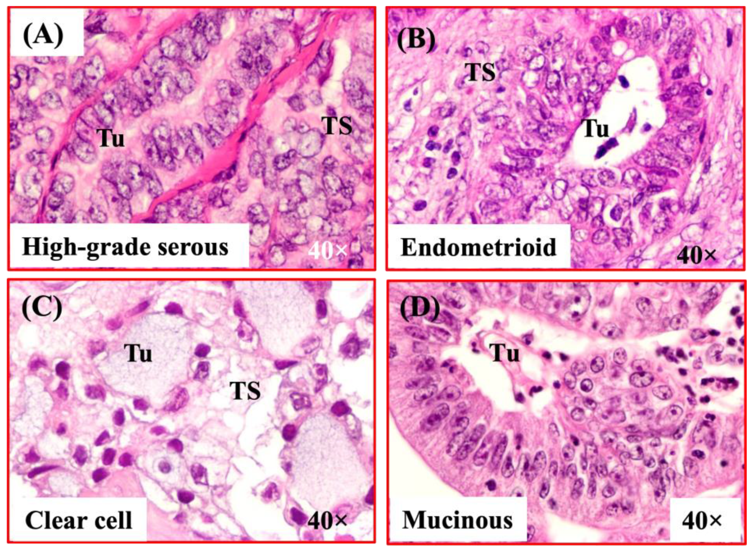Biomedicines 11 00299 g001