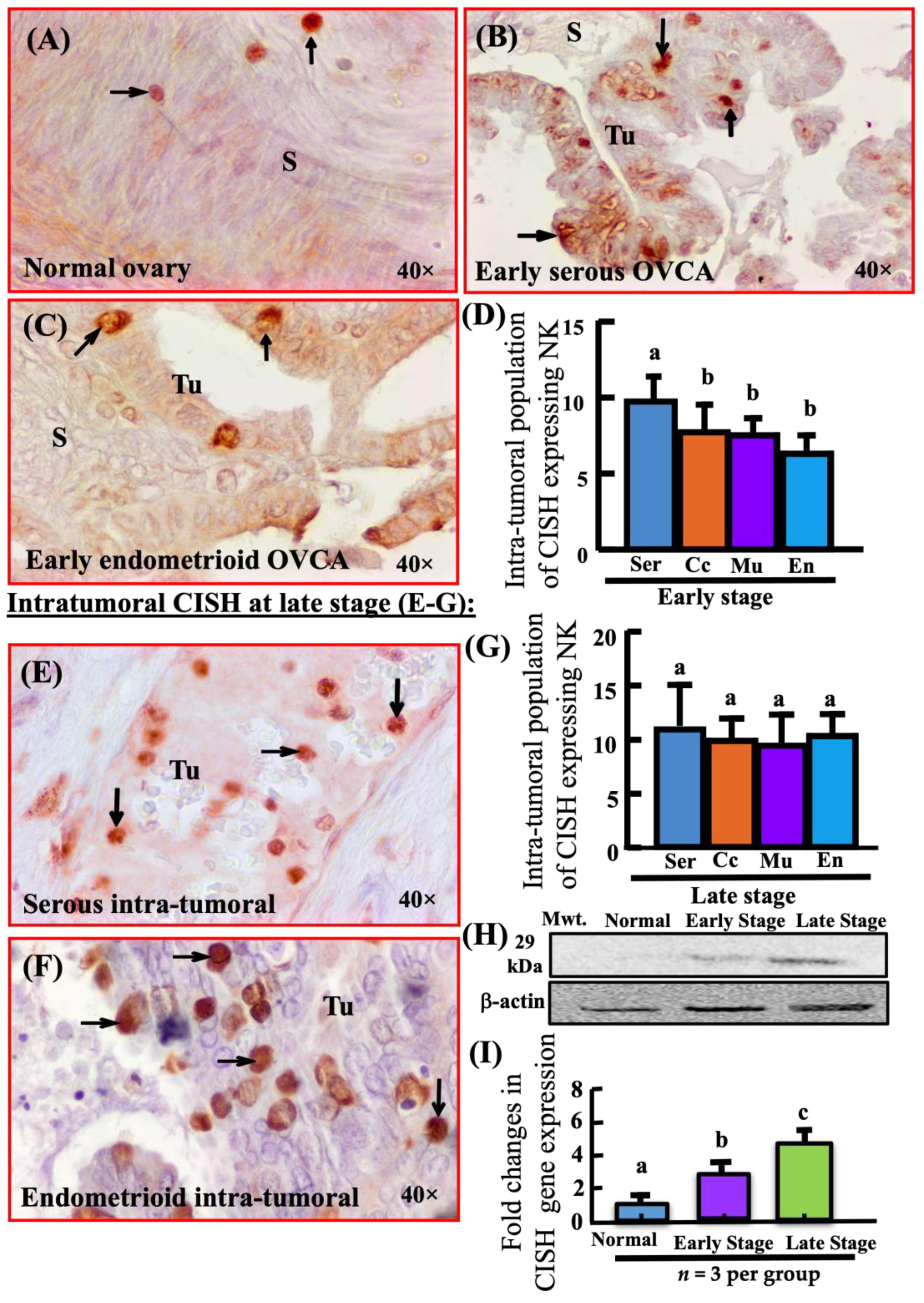Biomedicines 11 00299 g002