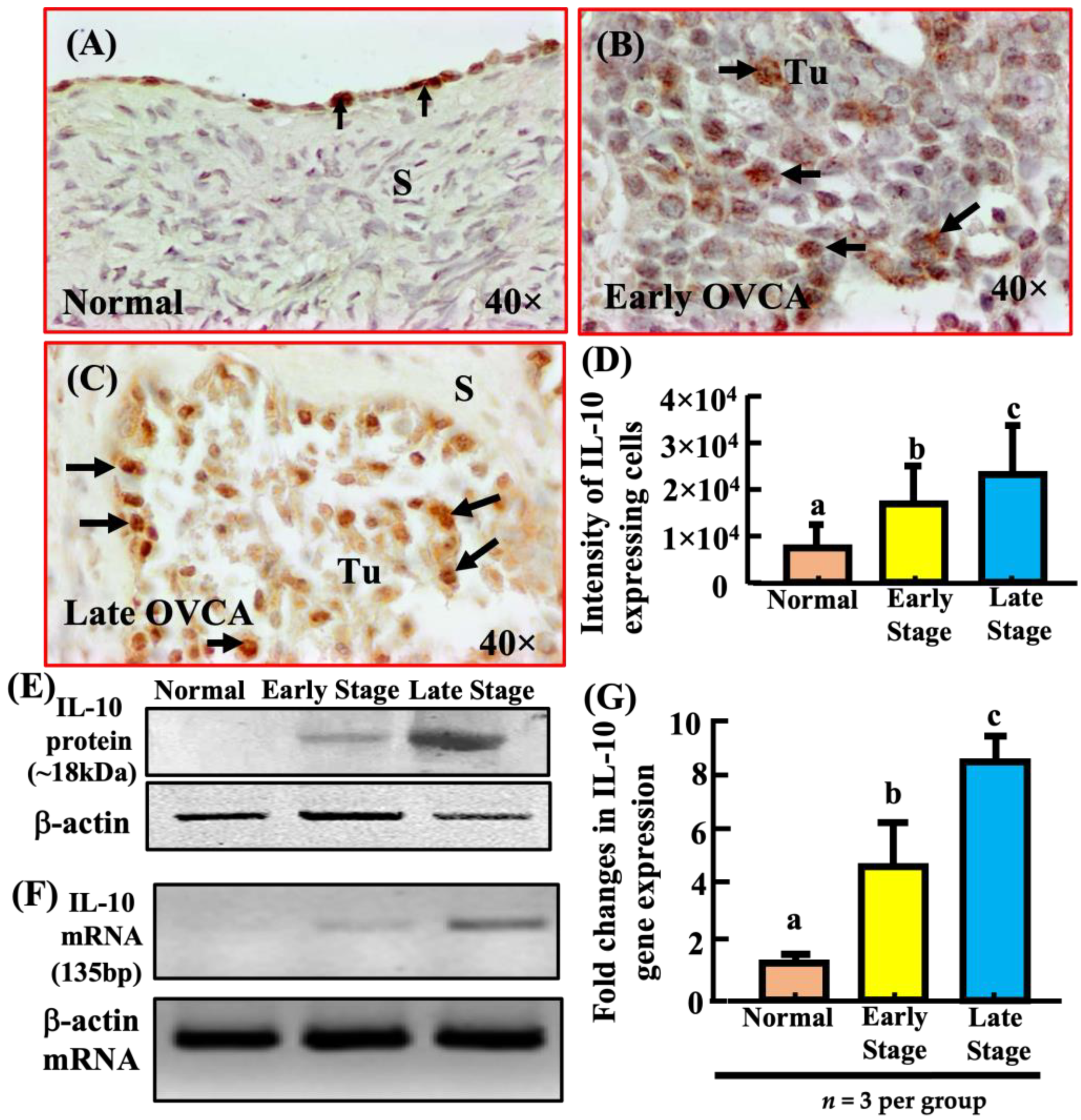 Biomedicines 11 00299 g003