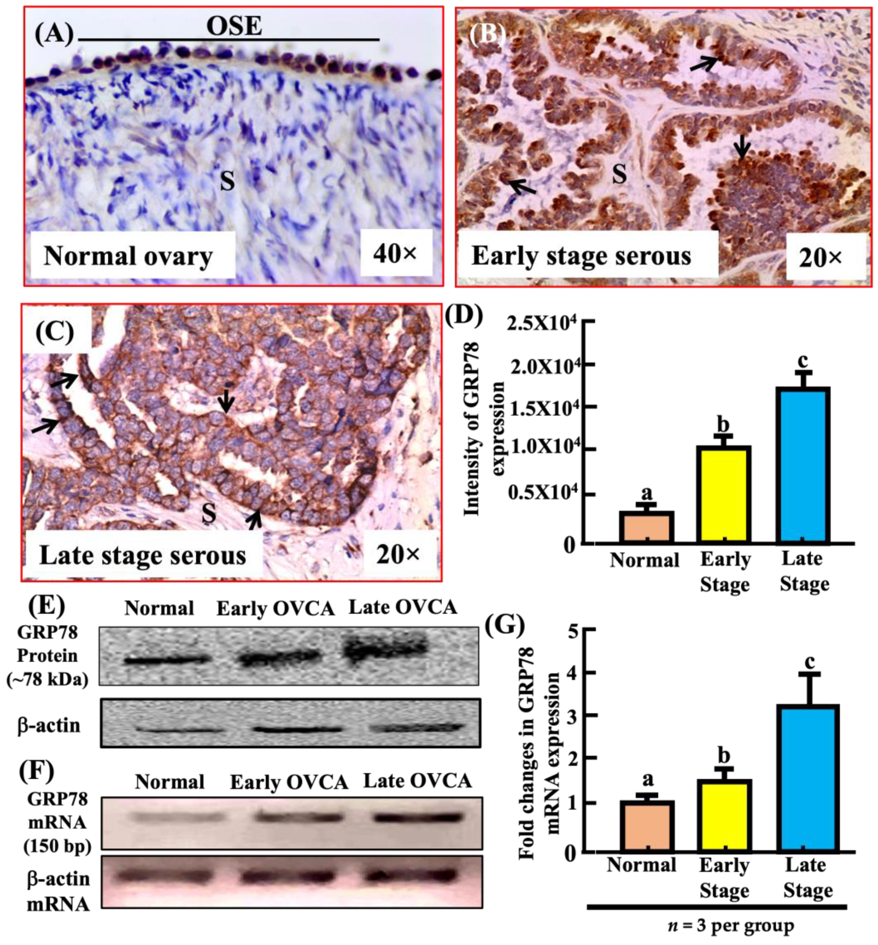 Biomedicines 11 00299 g004