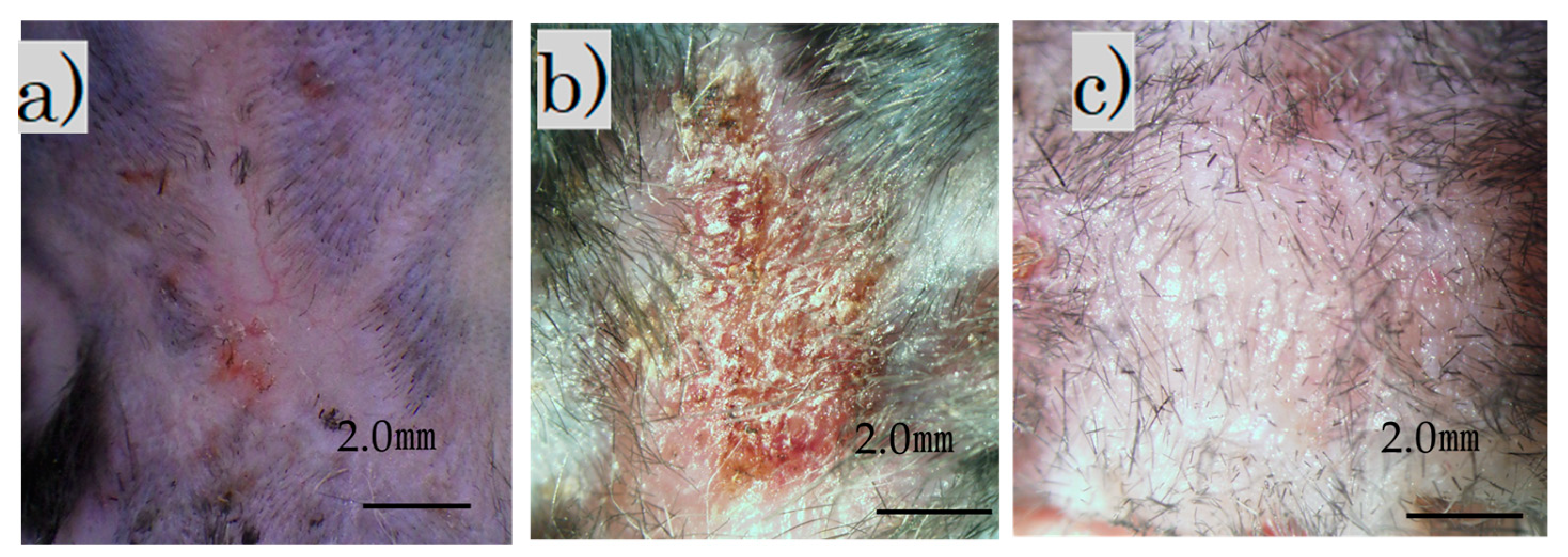 Biomedicines 11 00347 g002