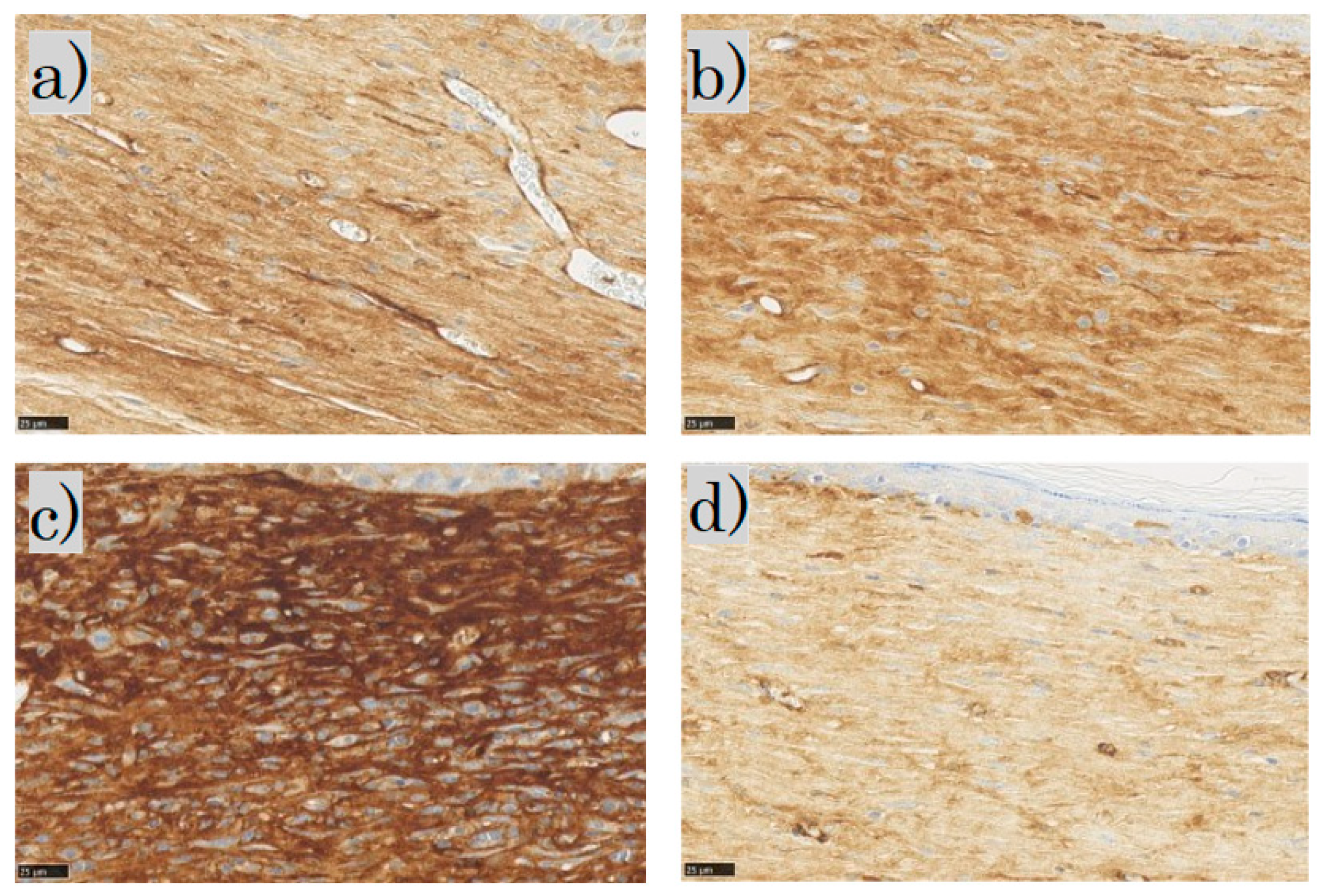 Biomedicines 11 00347 g010