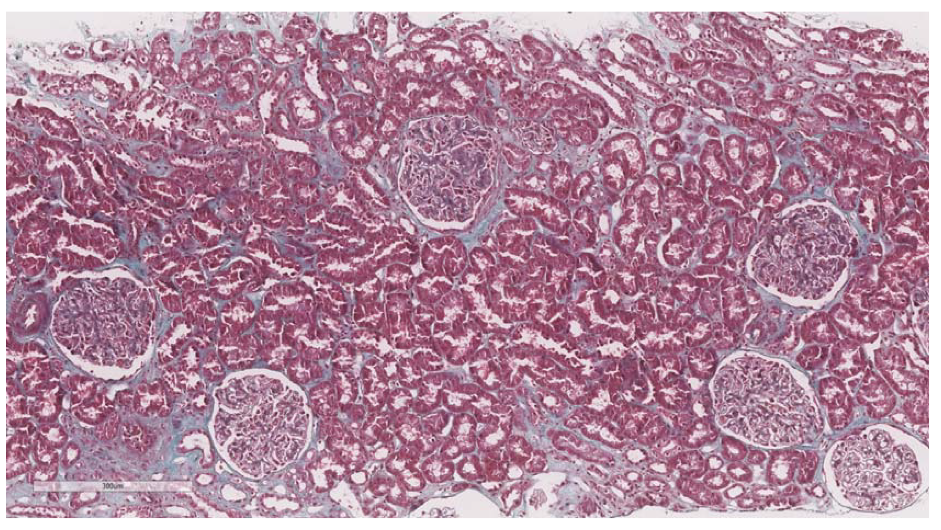 Biomedicines 11 00365 g002 Biomedicines 11 00365 g002