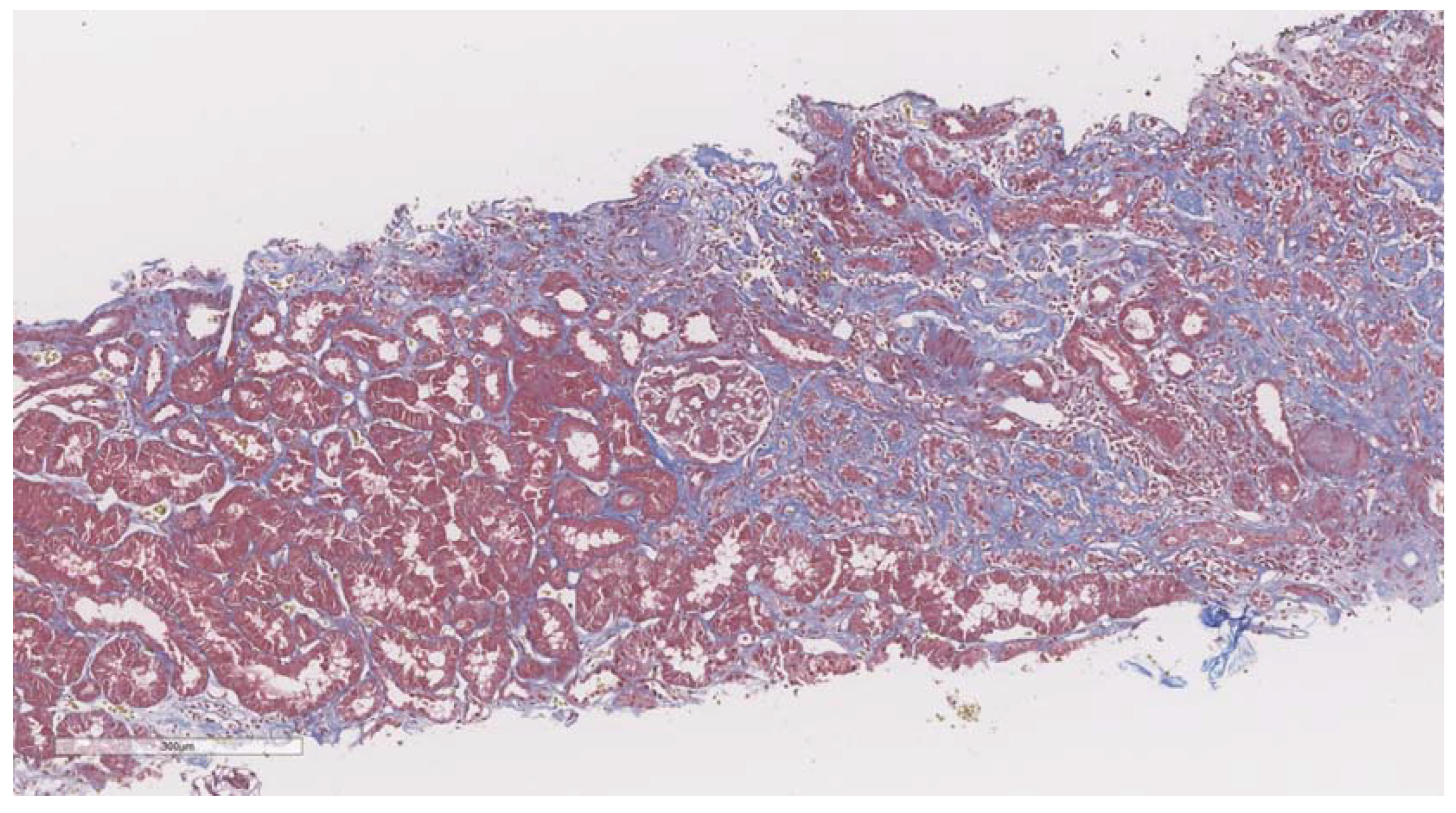 Biomedicines 11 00365 g004 Biomedicines 11 00365 g004