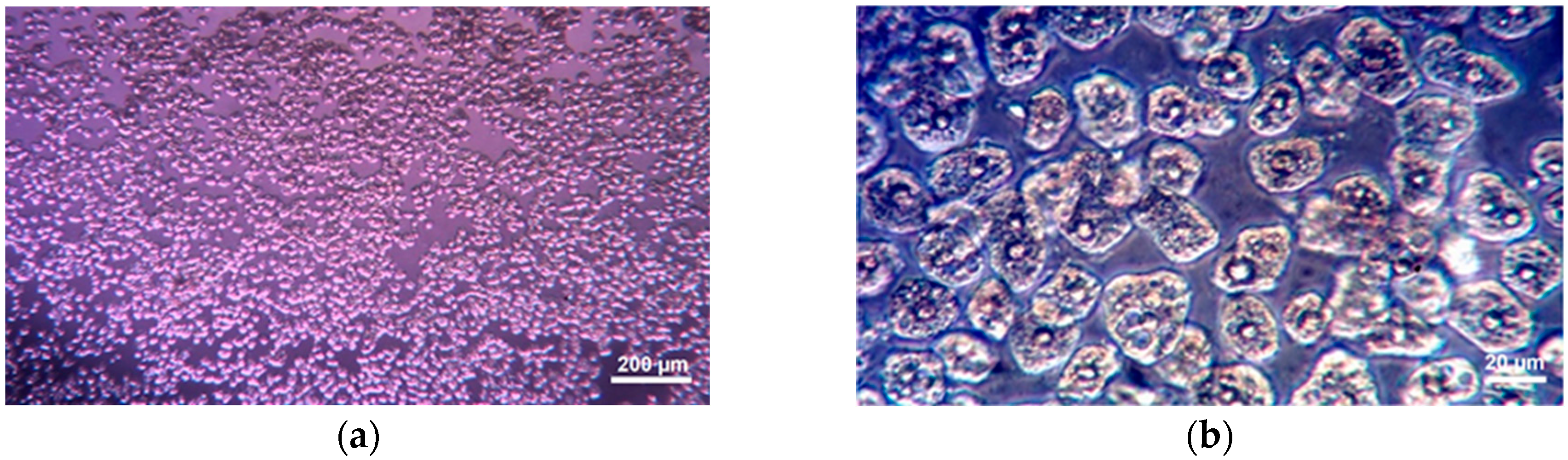 Biomedicines 11 00366 g001