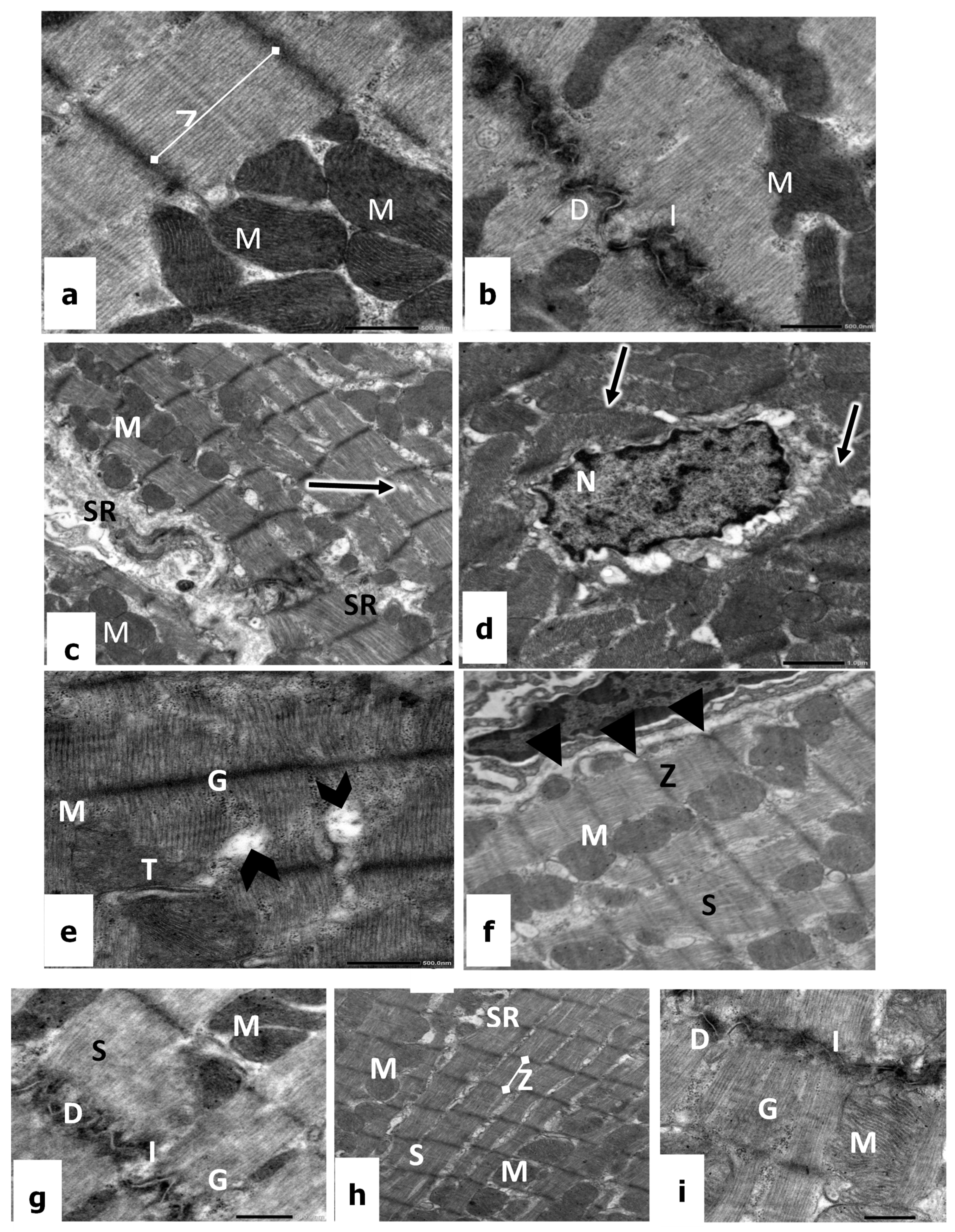 Biomedicines 11 00390 g003