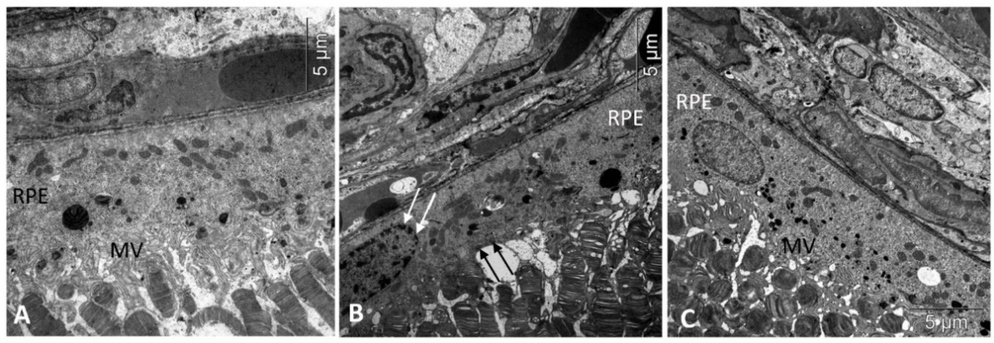 Biomedicines 11 00395 g001