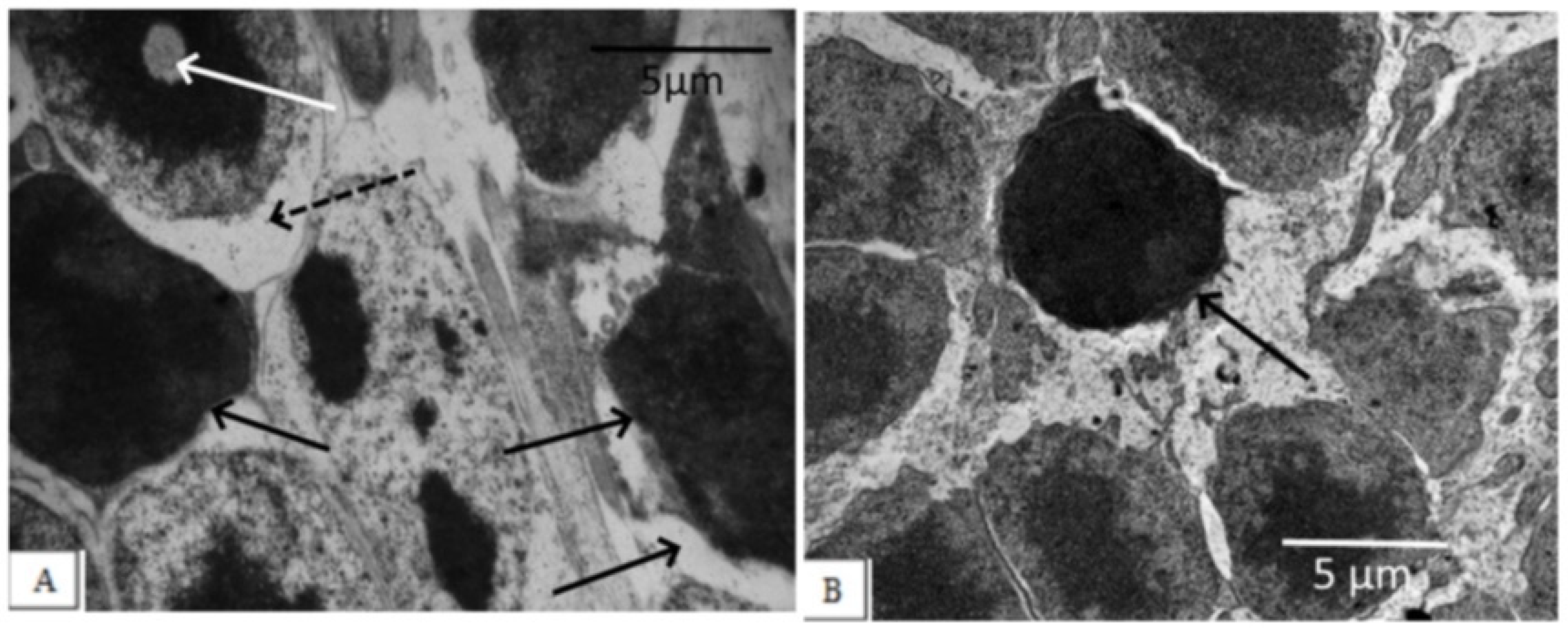 Biomedicines 11 00395 g002