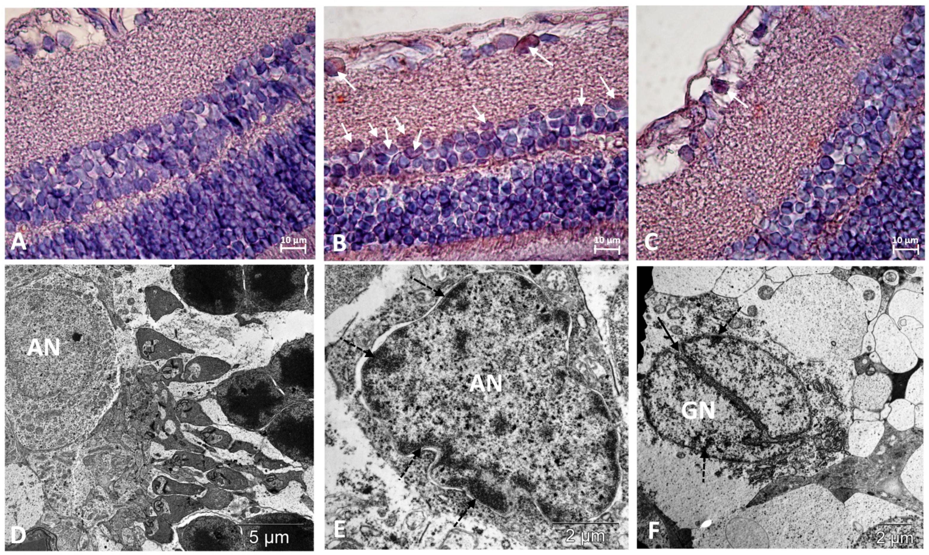 Biomedicines 11 00395 g003