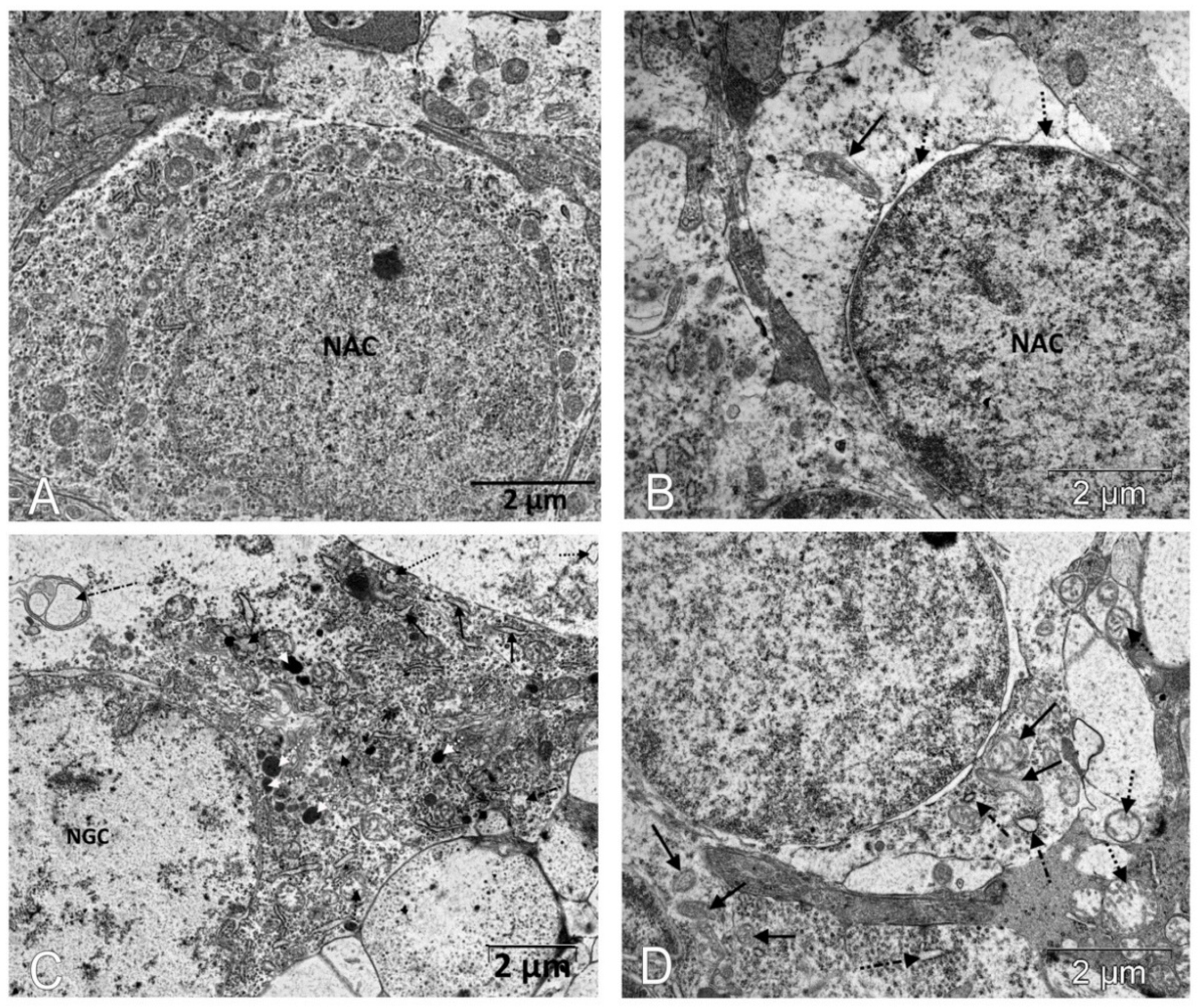 Biomedicines 11 00395 g005