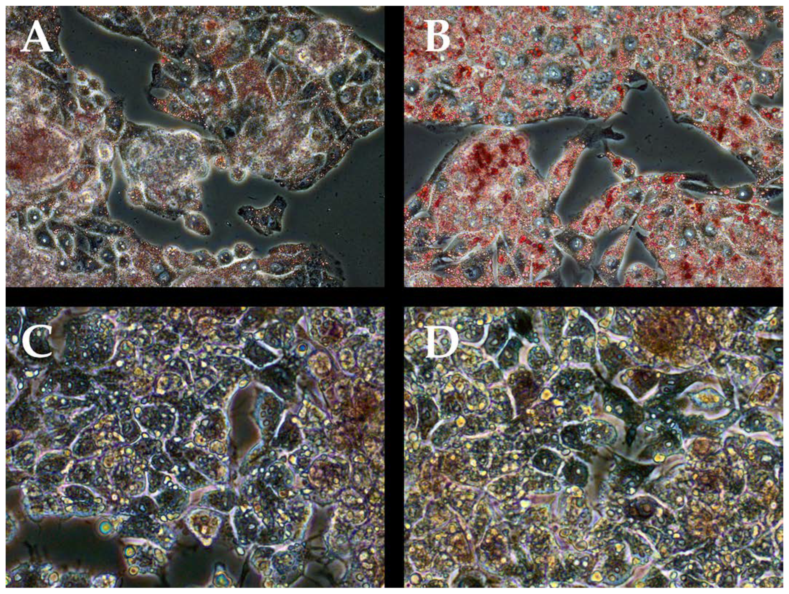 Biomedicines 11 00396 g002