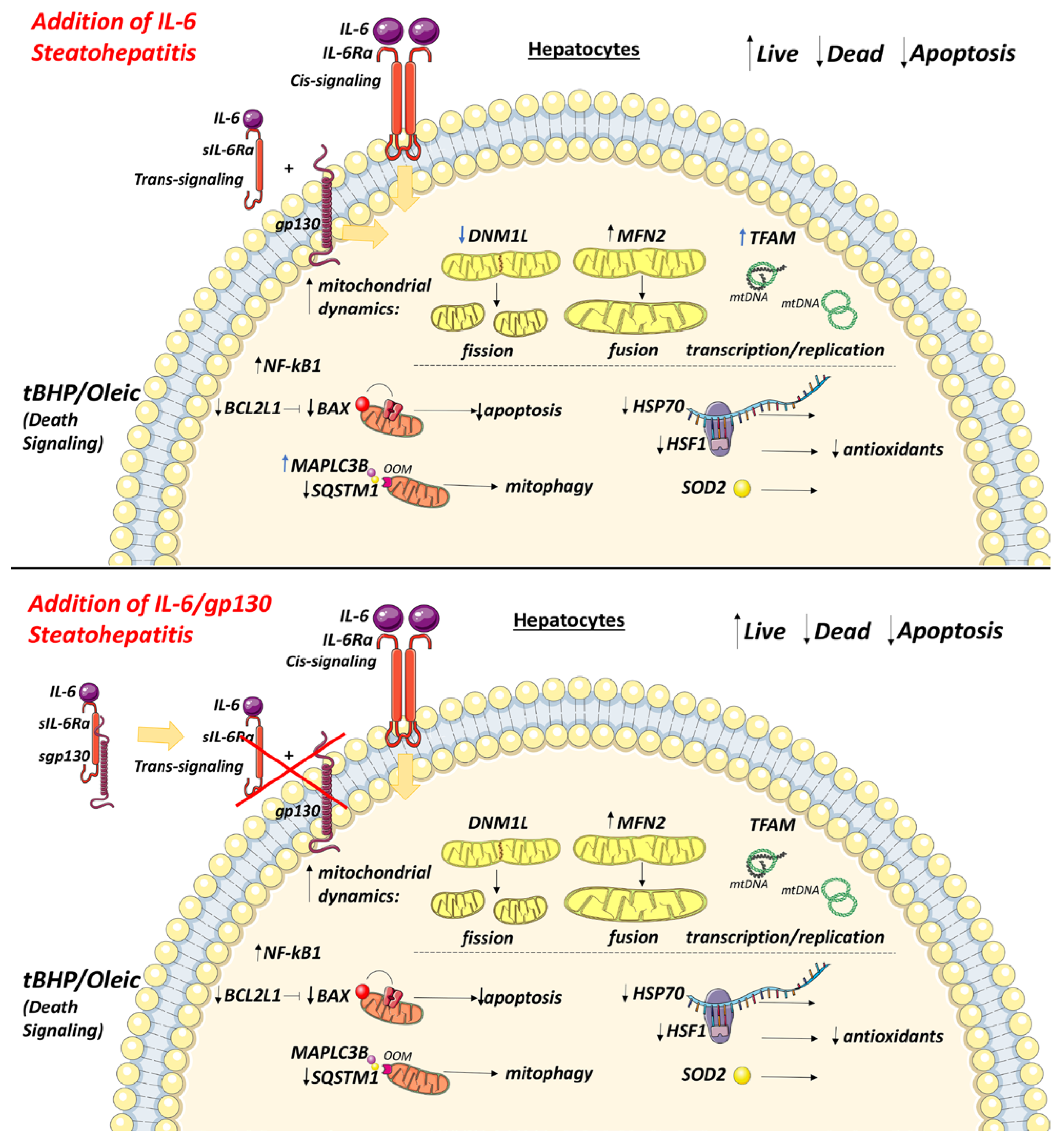 Biomedicines 11 00396 g009