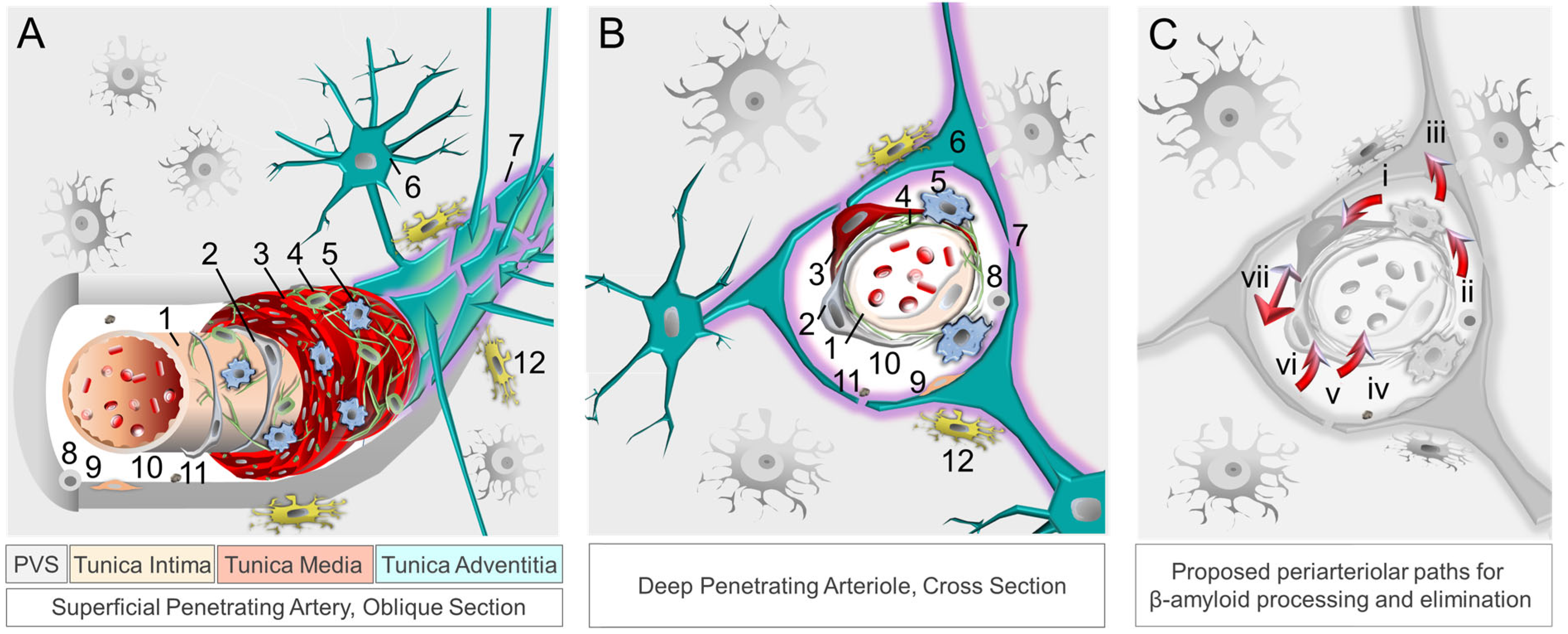 Biomedicines 11 00408 g001