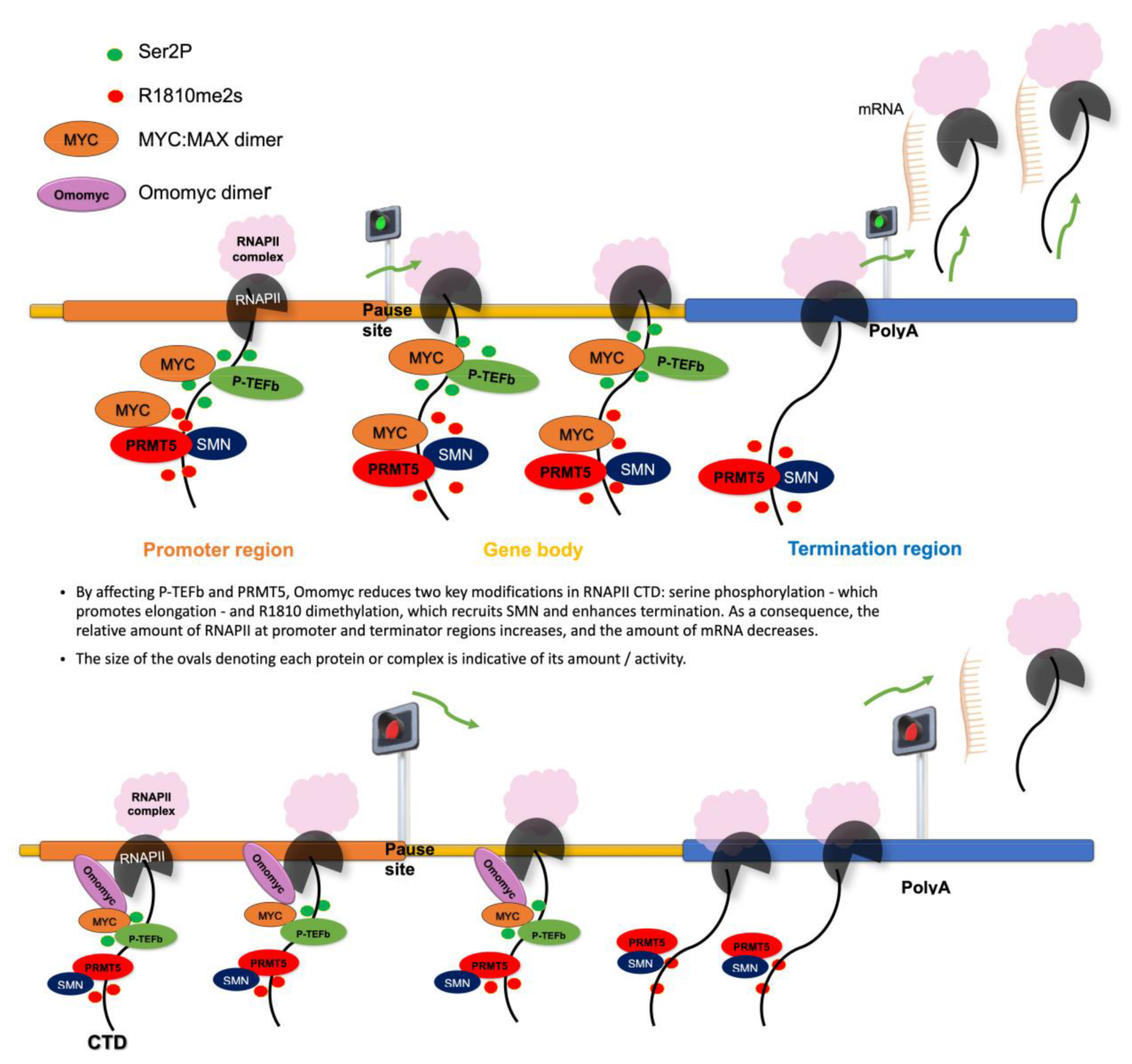 Biomedicines 11 00412 g006